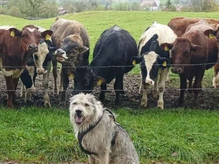 View 2 of Tierarztpraxis für Groß- & Nutztiere Rainer Matzke