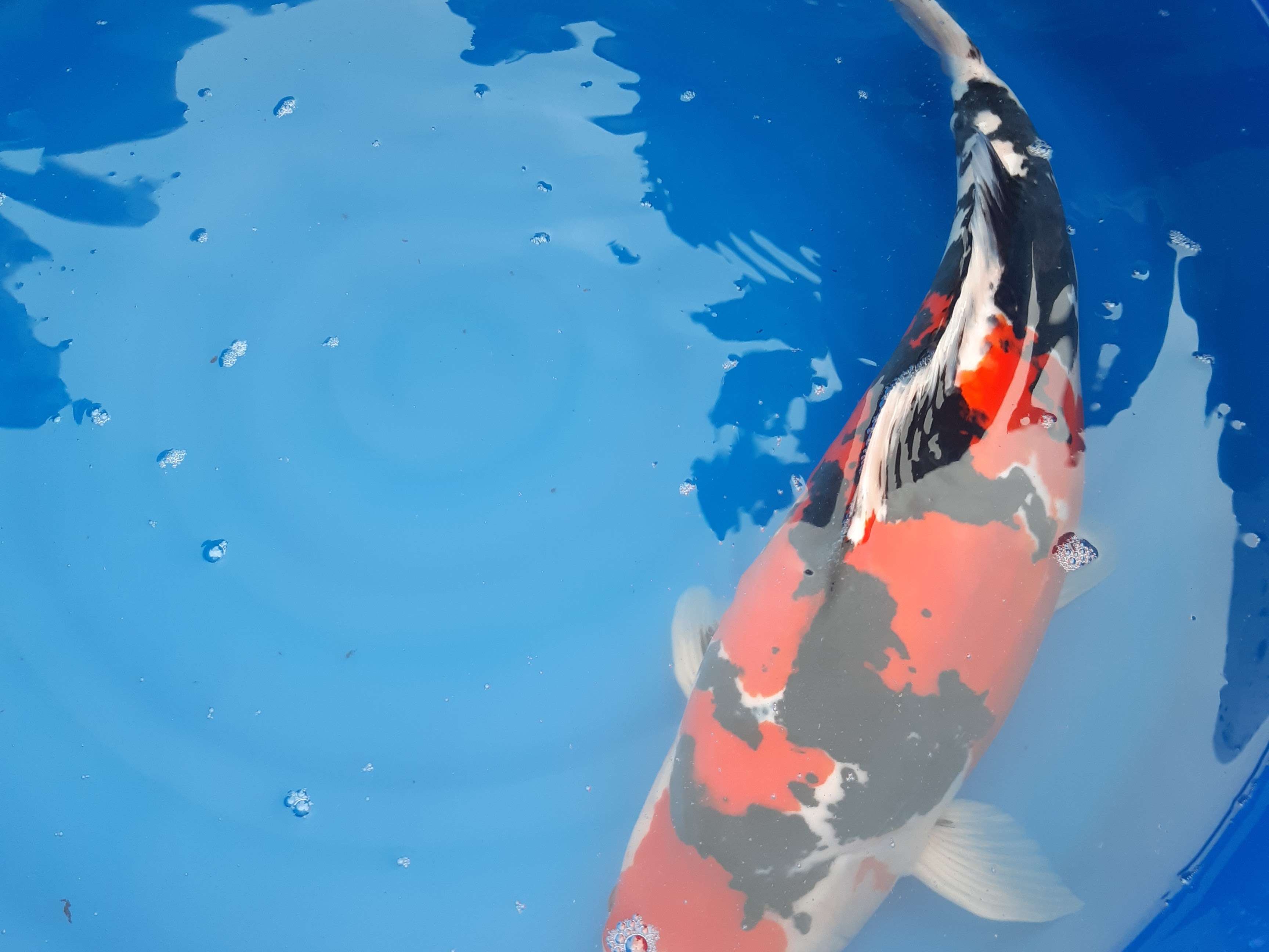Ansicht 1 von Lechleiter Dr. Sandra Fachtierarzt für Fische