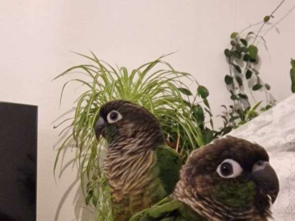 Ansicht 1 von Dr. med. vet. Julia Böhme Tierarztpraxis für Vögel und Reptilien
