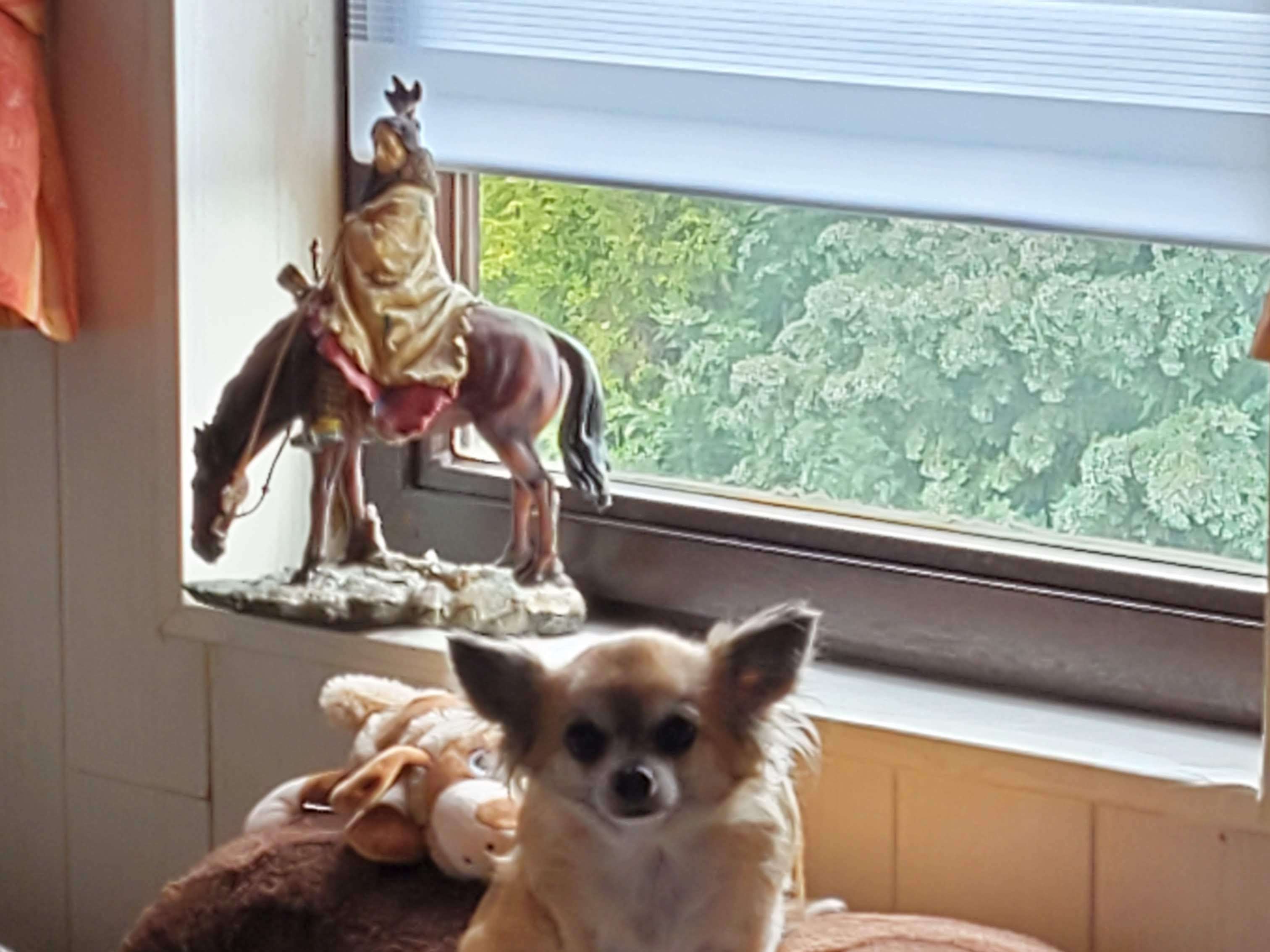 Ansicht 1 von Elke Noppeney Tierärztin