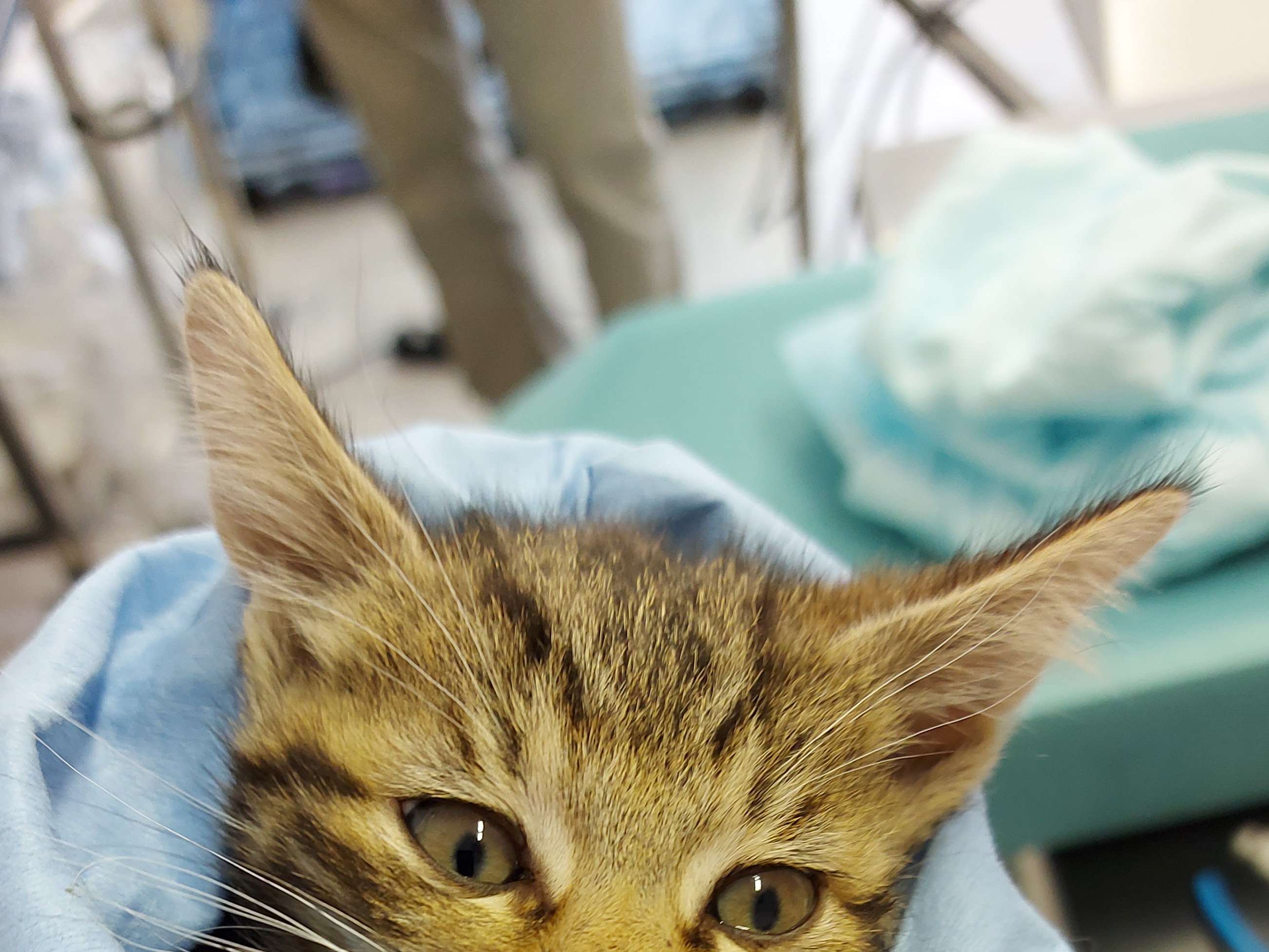 Ansicht 2 von Tierarzt Mobil Kleintierpraxis & Hausbesuche Dr. med. vet. Corinna Heidrich