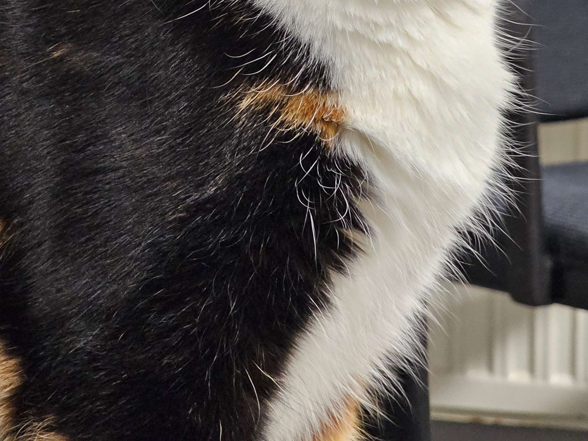 Ansicht 1 von MobilVet | Tierärztin Dr. Petra Krause