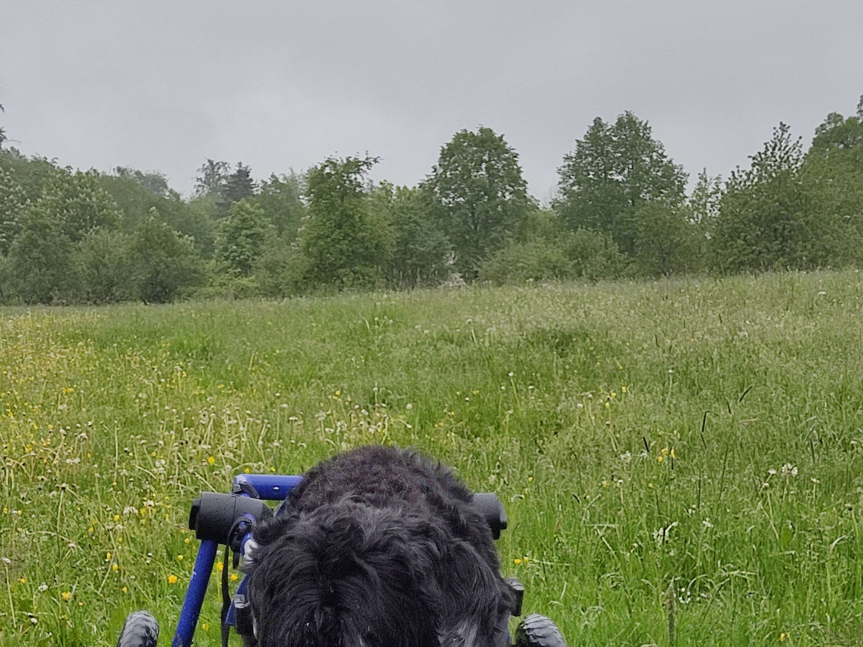 Ansicht 3 von Tierarztpraxis Donnadieu - Chiropraktik & Osteopathie für Pferde und Hunde
