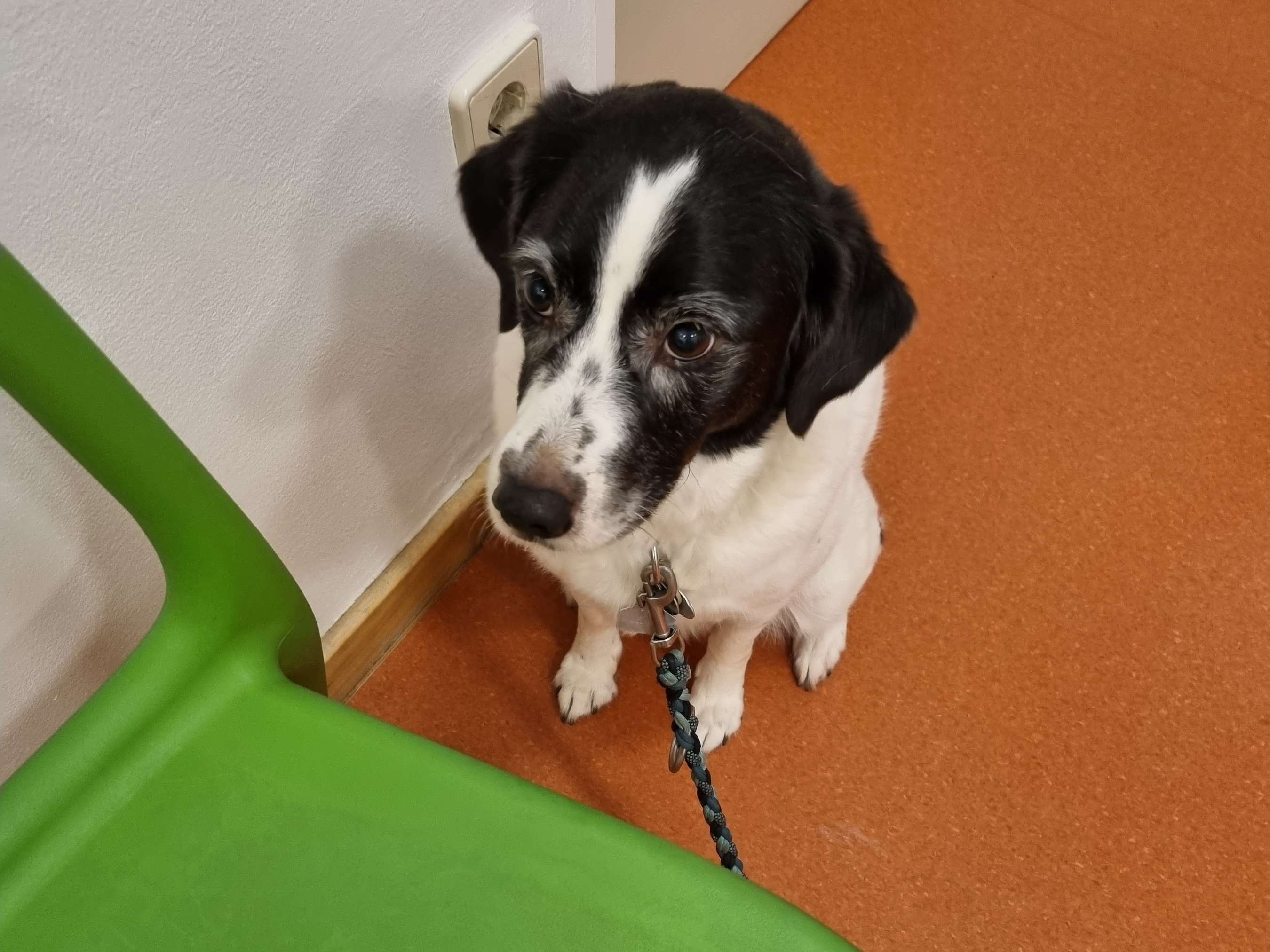 Ansicht 3 von Tierambulanz Deutsch-Wagram
