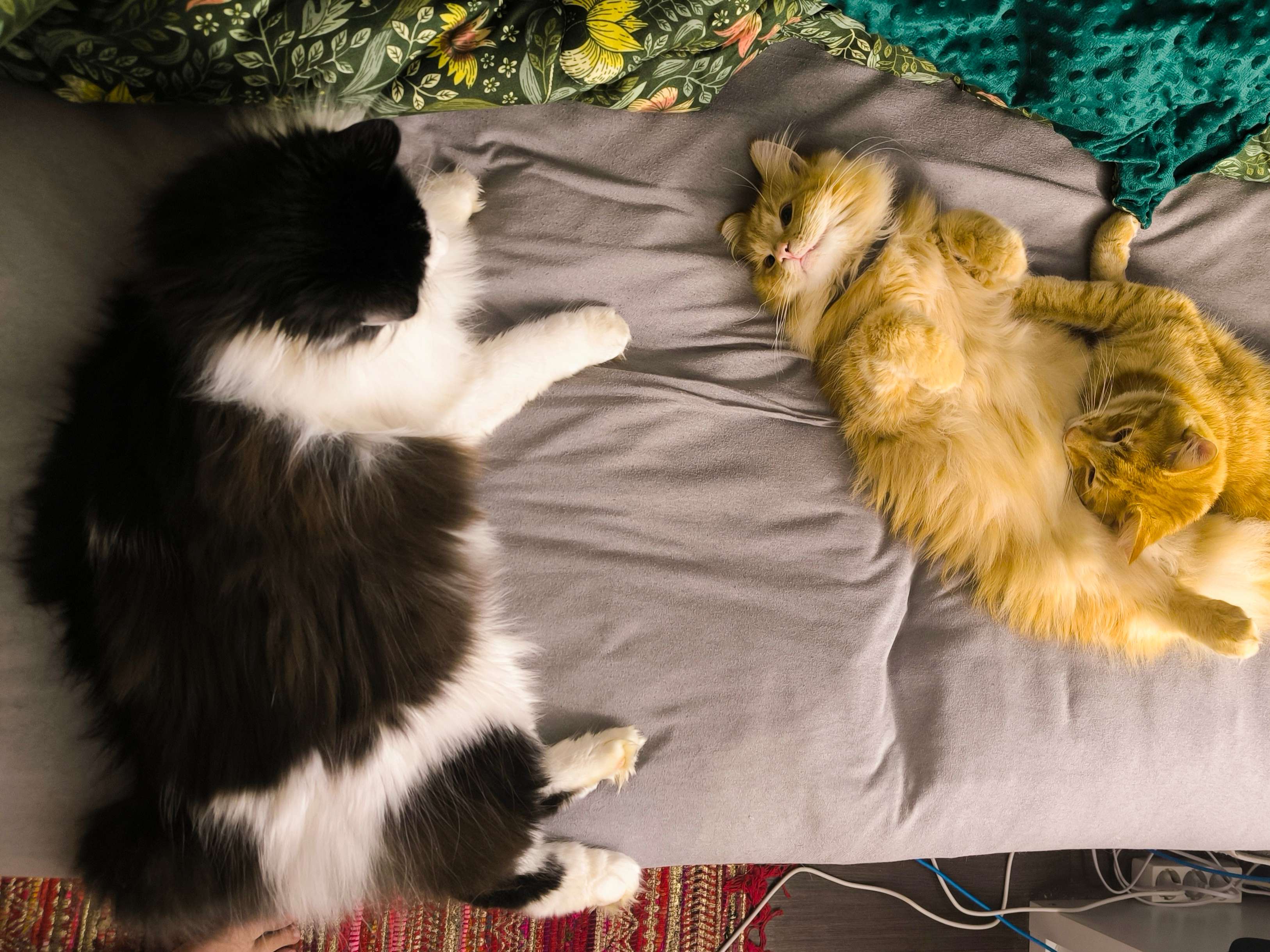 Ansicht 1 von Tierarztpraxis und Katzenpension Geltow