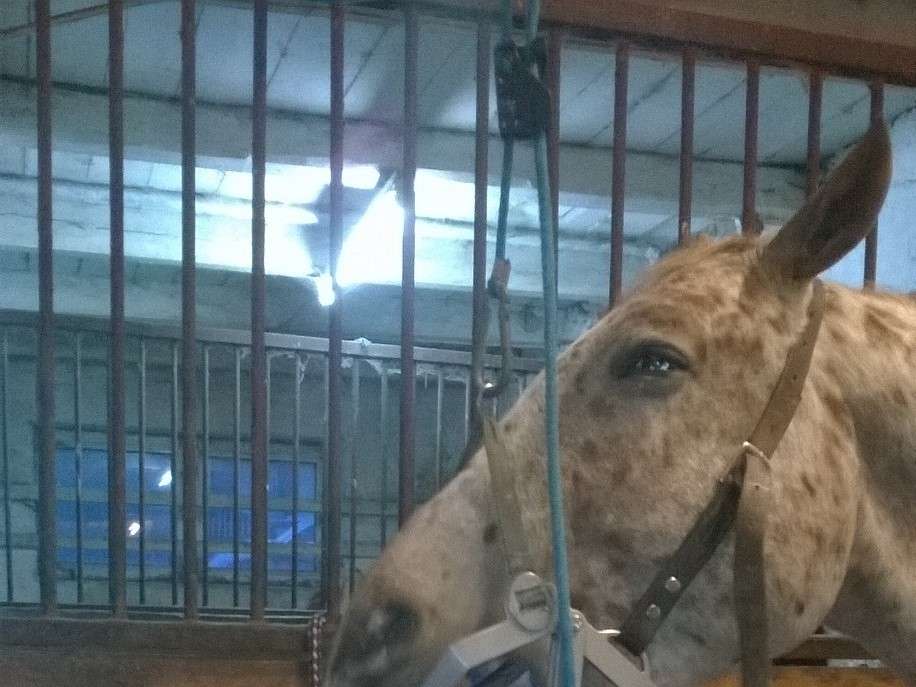 View 1 of HorseMed - Pferdepraxis