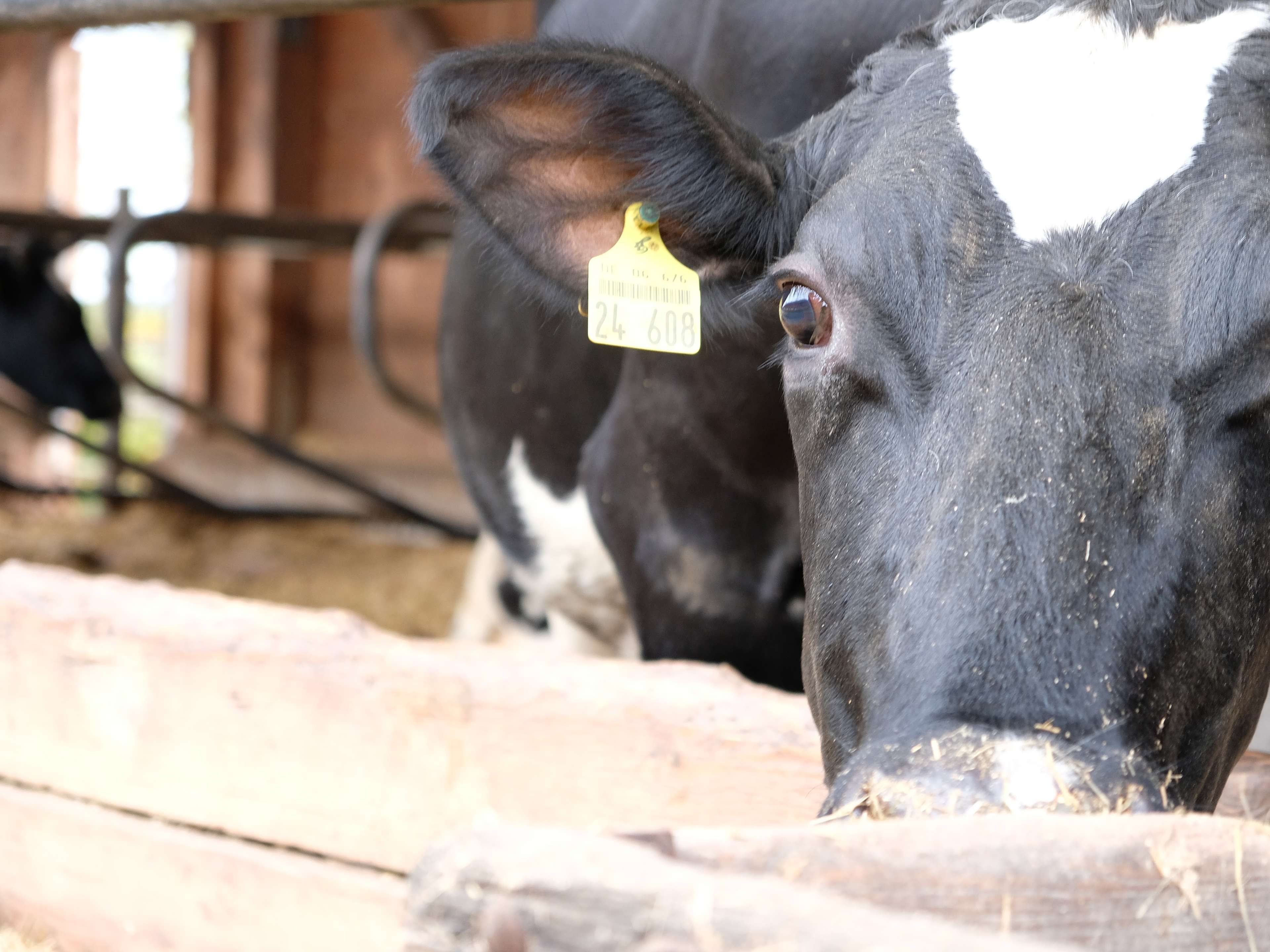 Ansicht 2 von edivet Tiergesundheit GmbH (Großtierpraxis)