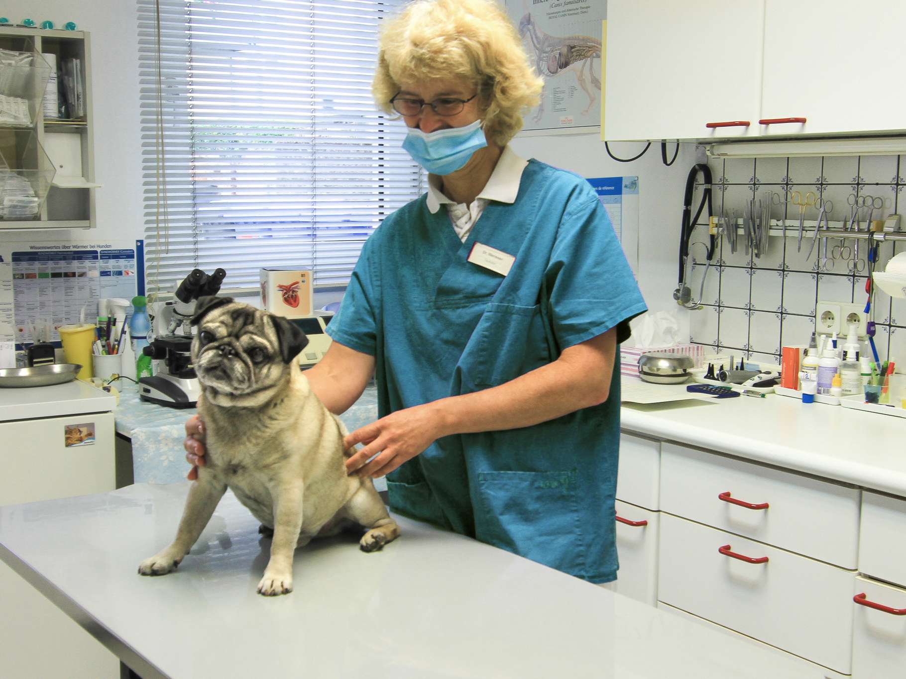 Ansicht 1 von Dr. Marita Illenseer Tierärztin