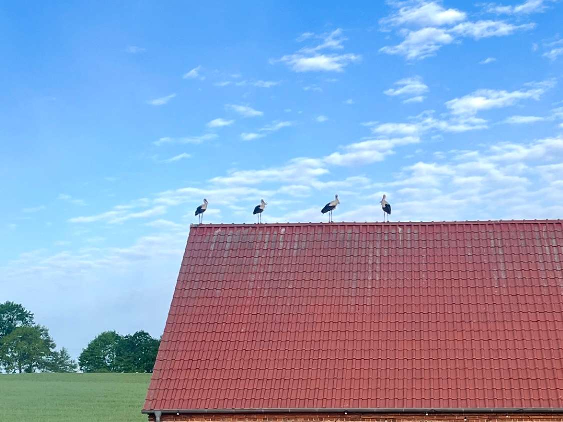 Ansicht 2 von Tierarztpraxis Thelen in Gransee