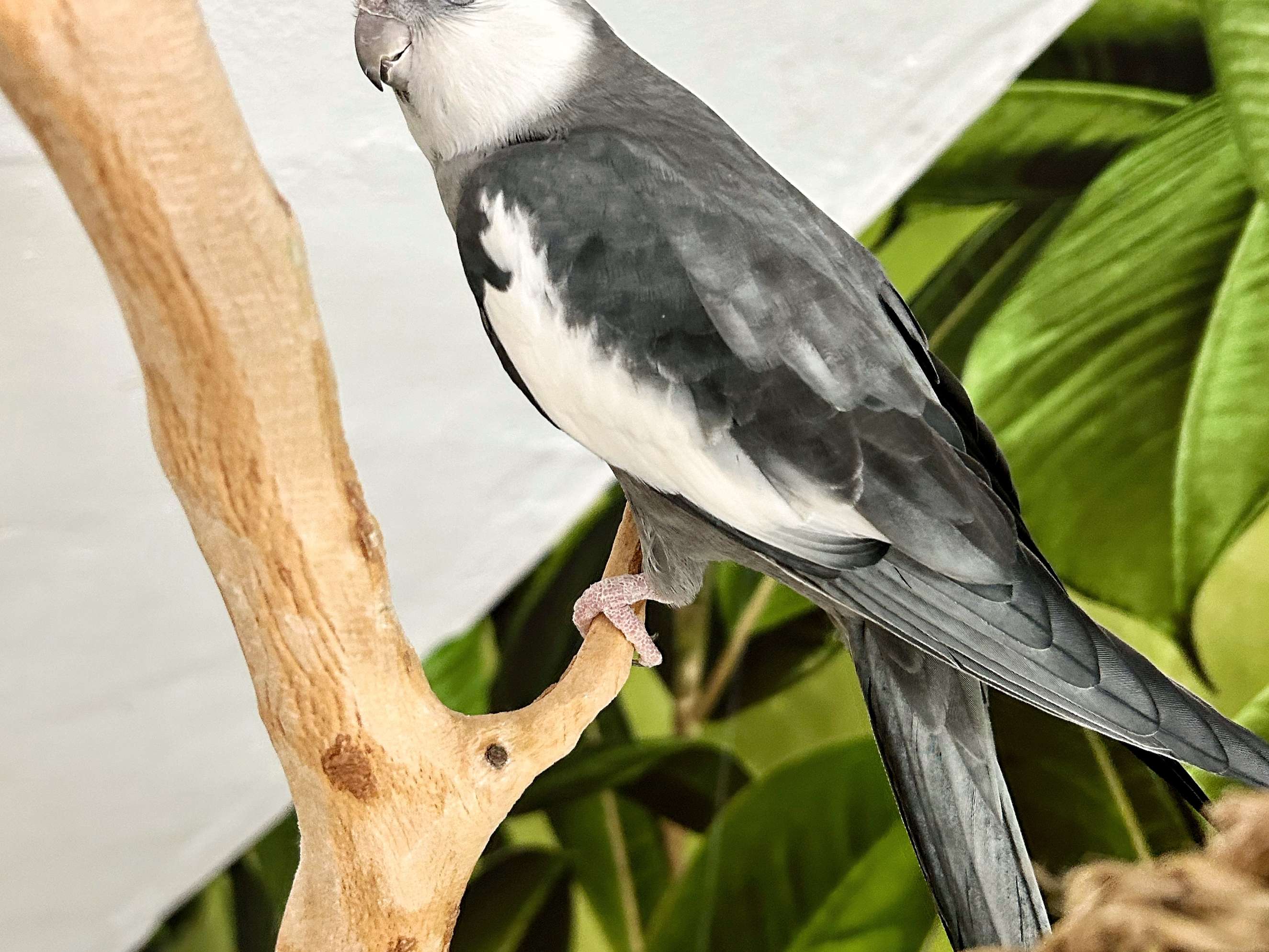 Ansicht 2 von Tierärztliche Fachpraxis für Vögel & Exoten Dr. med. vet. Heike Reball
