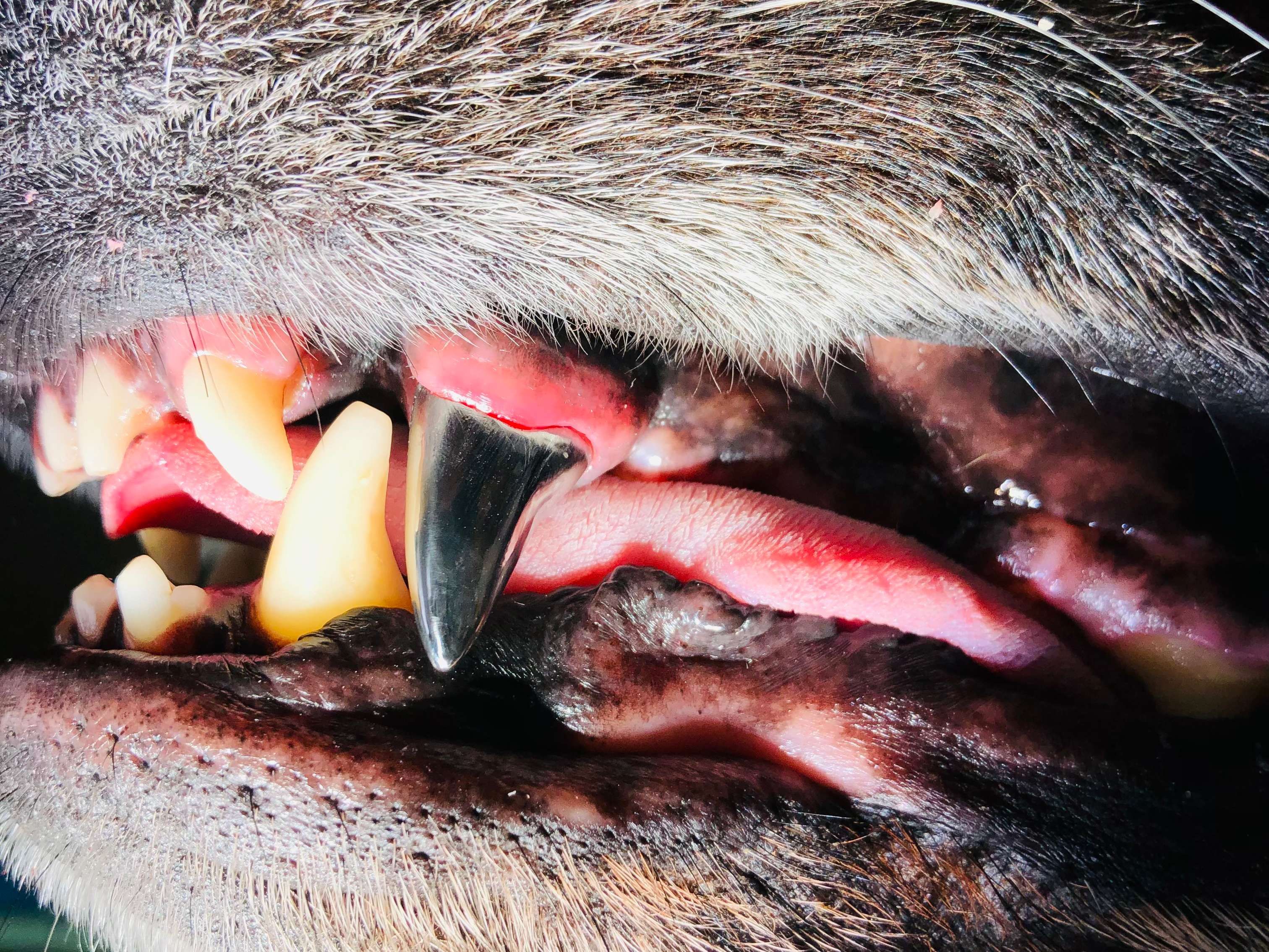 Ansicht 1 von Tierzahnarzt Barnim
