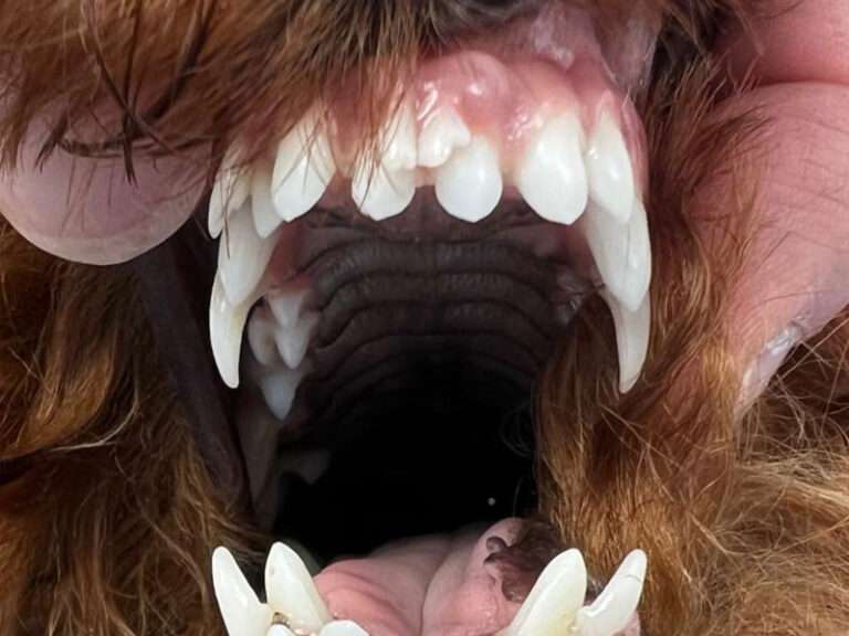 View 2 of Tierzahnhelden: Tierarzt für Zahnmedizin bei Hunden & Katzen in Osthessen. Zahnbehandlung & Dentalröntgen seit über 10 Jahren
