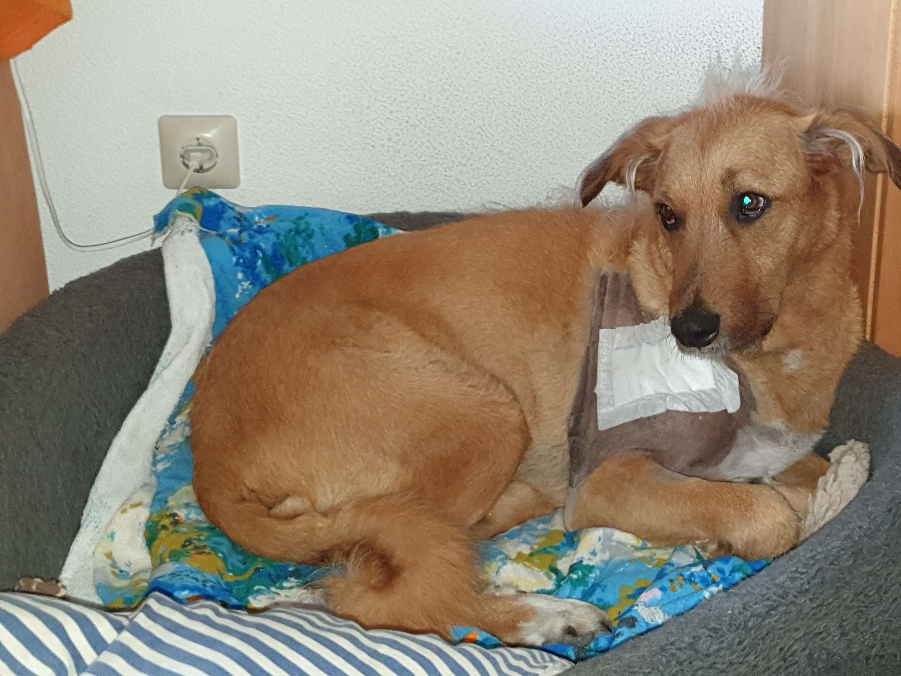 Ansicht 2 von Dr.med.vet. Hannes Kriegleder Tierarzt