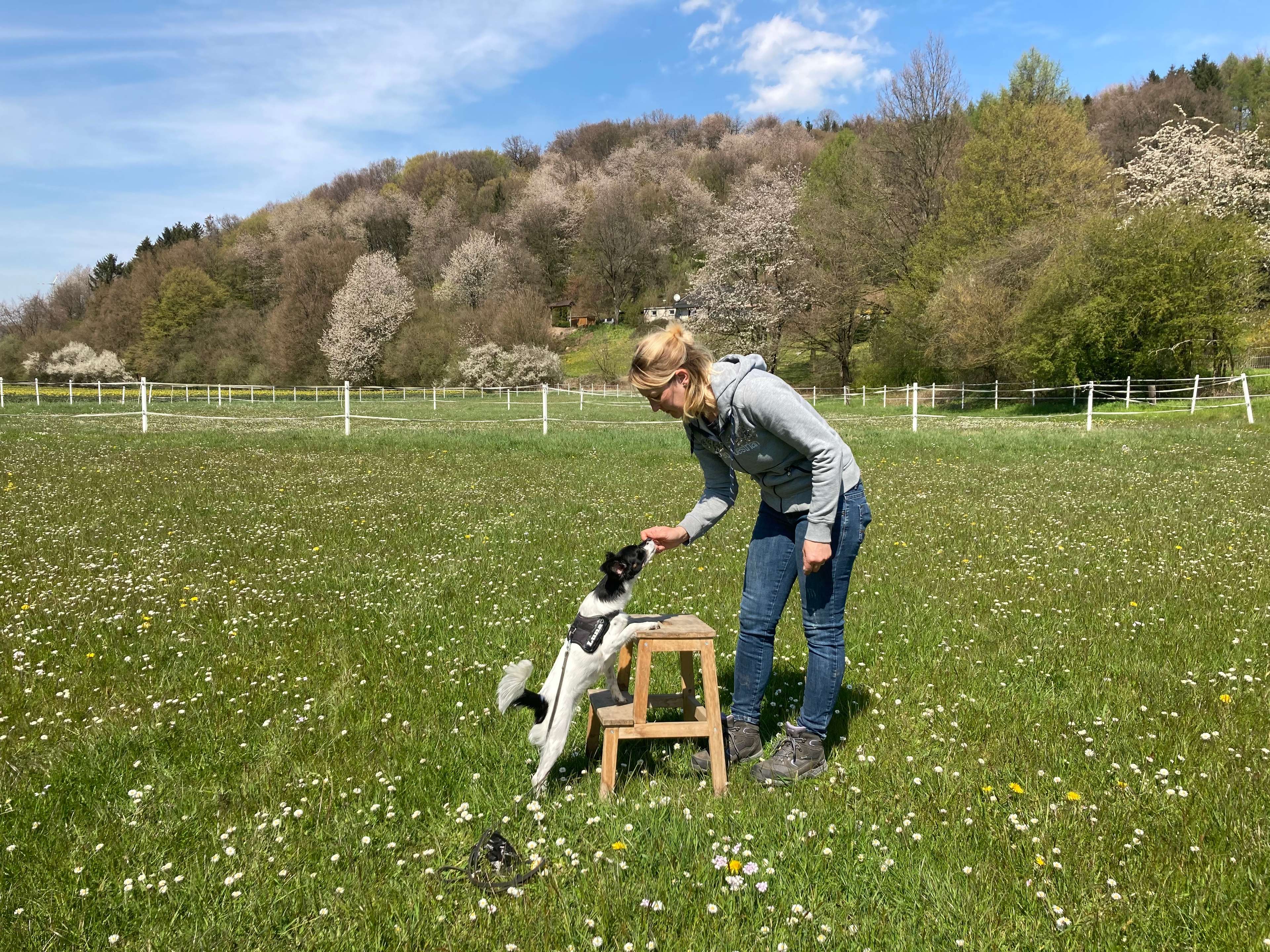 Ansicht 3 von Tierphysio Kalletal - Sarah Herrmann - Osteopathie und Physiotherapie für Pferde und Hunde