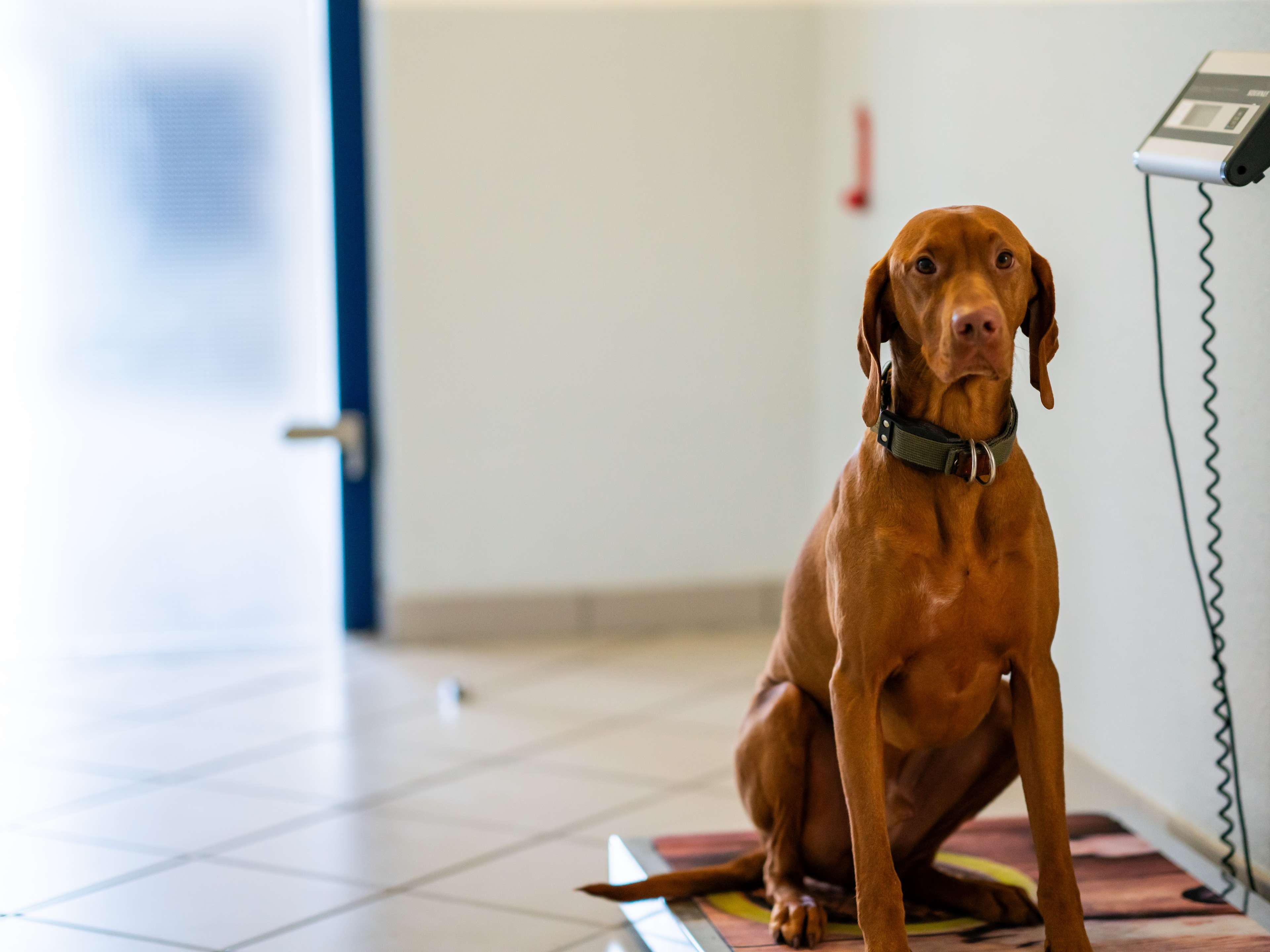Ansicht 3 von KLEINTIERPRAXIS der Tierklinik Maischeiderland