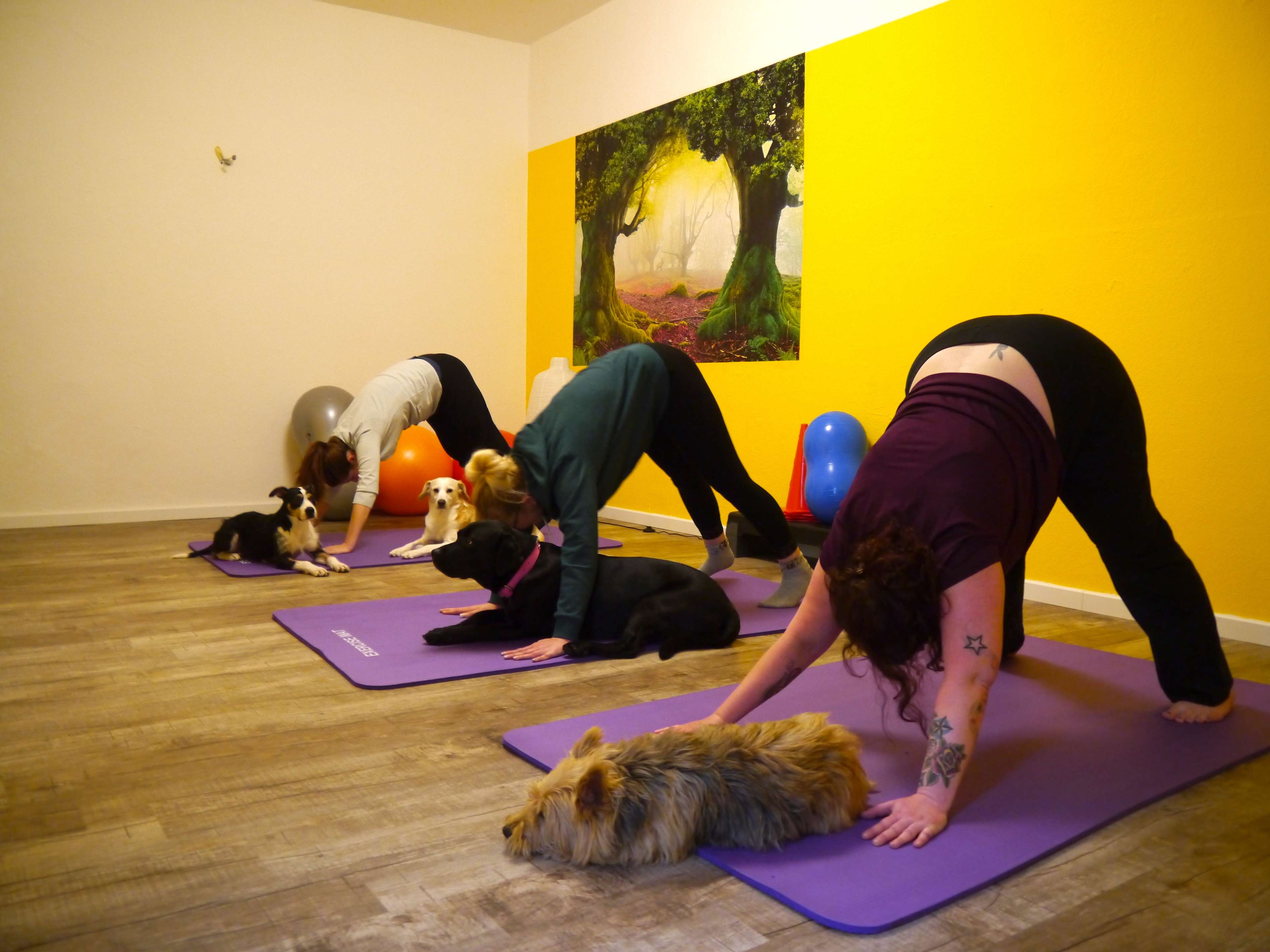 Ansicht 2 von Tiertherapie Berlin · Tierphysiotherapie & Tiergesundheit