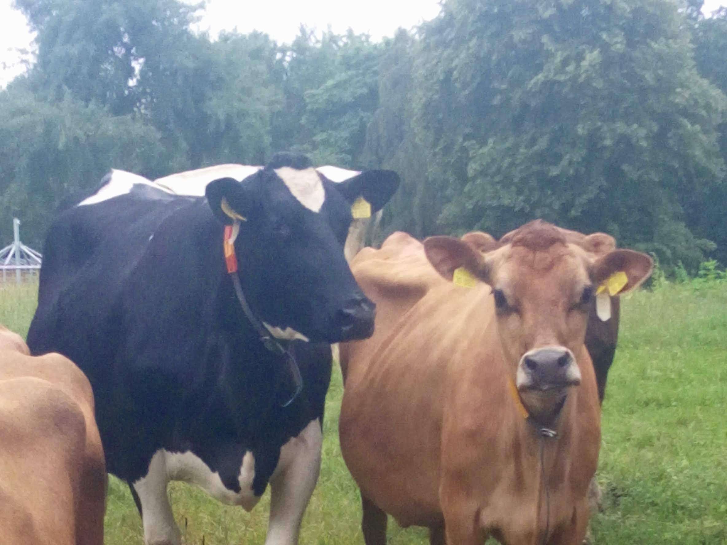 Ansicht 2 von Tierklinik für Fortpflanzung - Freie Universität Berlin