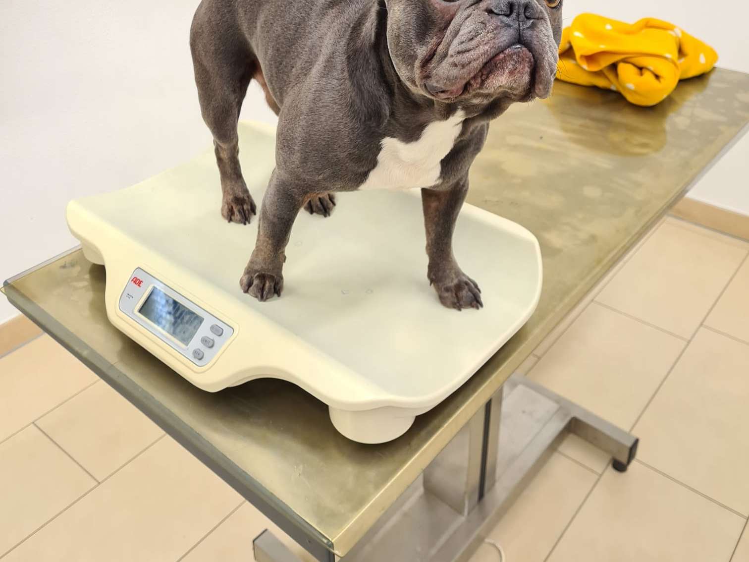 Ansicht 2 von Tierklinik Vöcklabruck