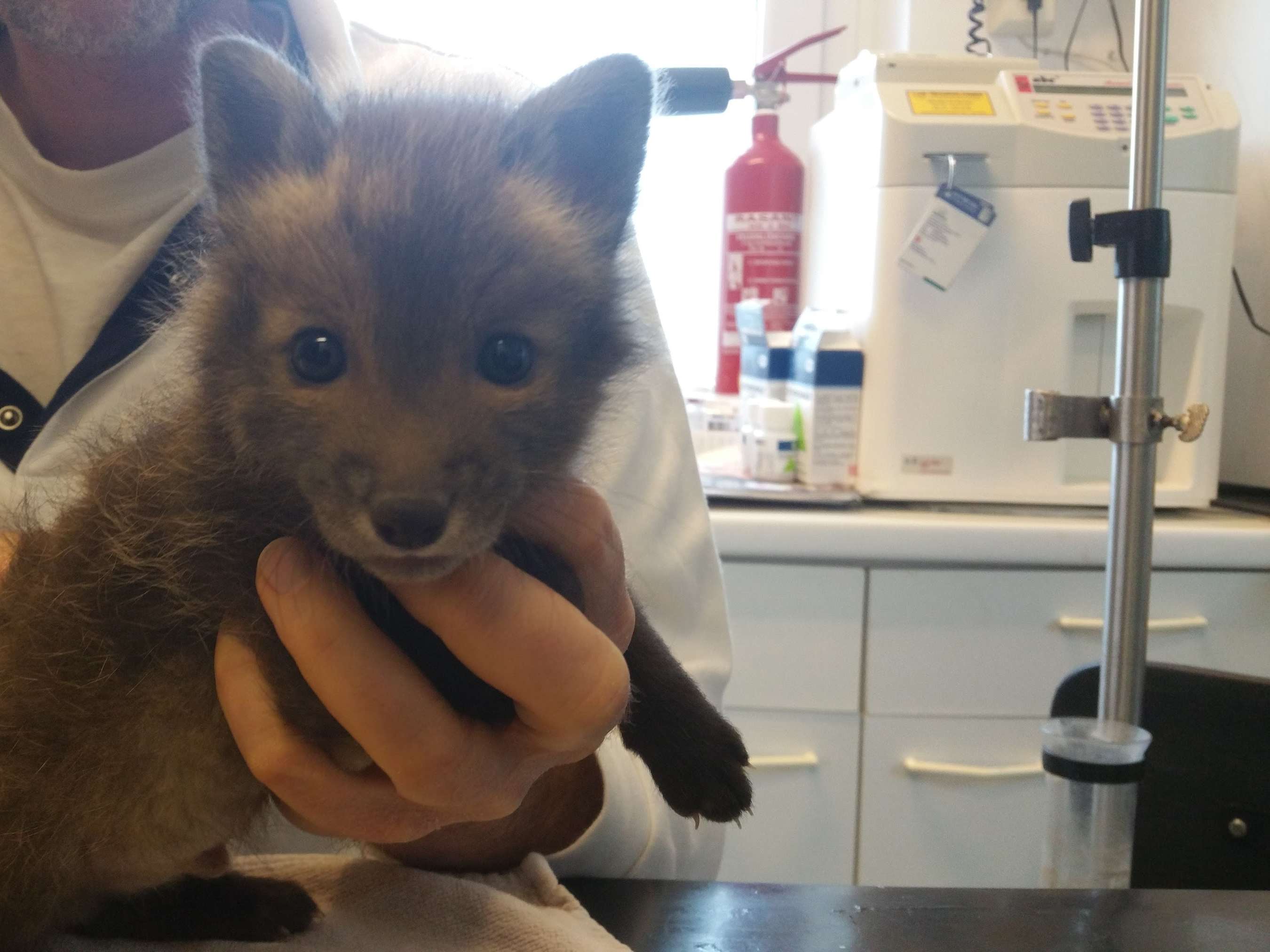 Ansicht 2 von TIERAMBULATORIUM TERNITZ