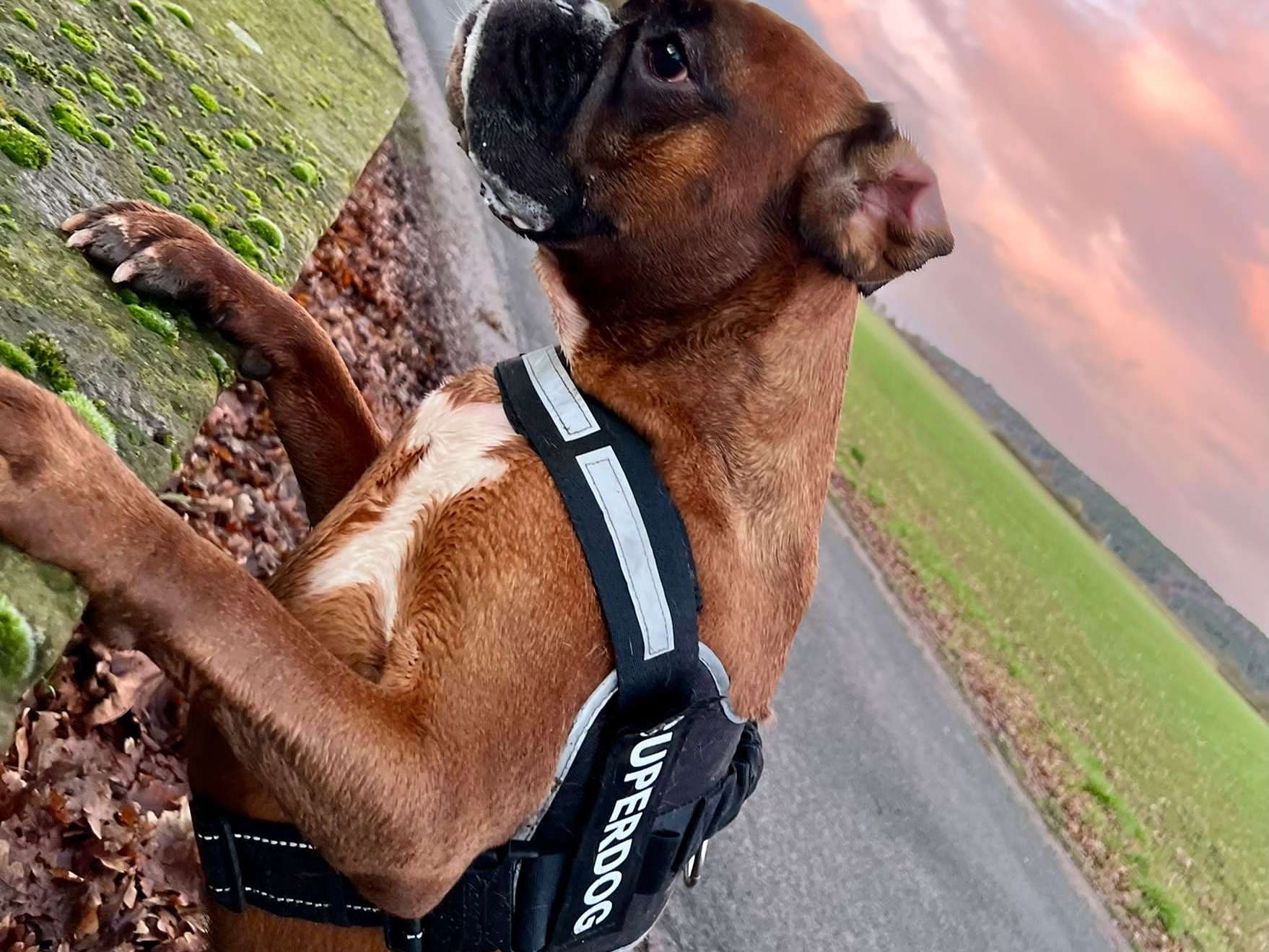 Ansicht 3 von A. Kowalewski