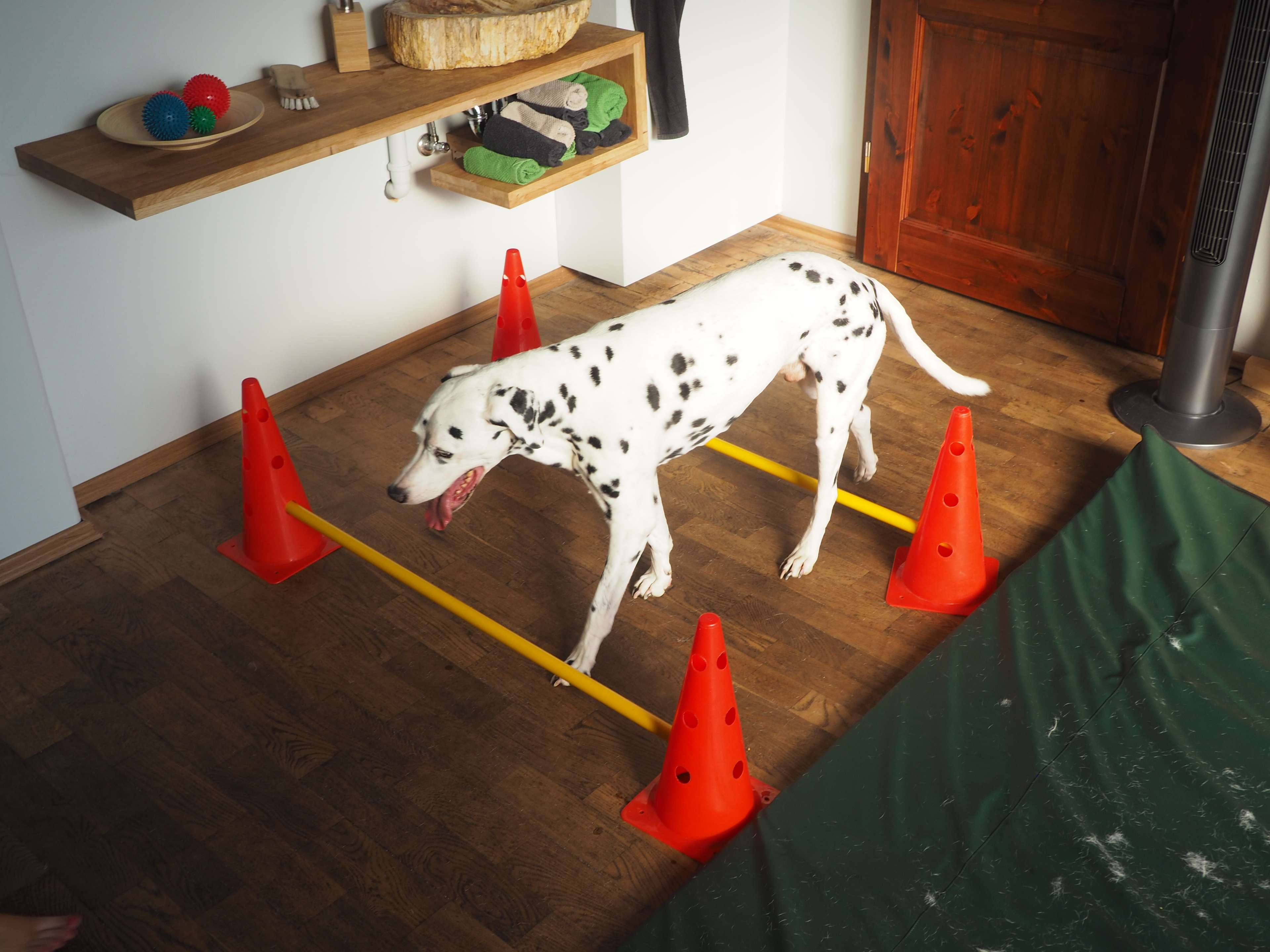 Ansicht 2 von Dogreha Dresden - Hundephysiotherapie & Osteopathie