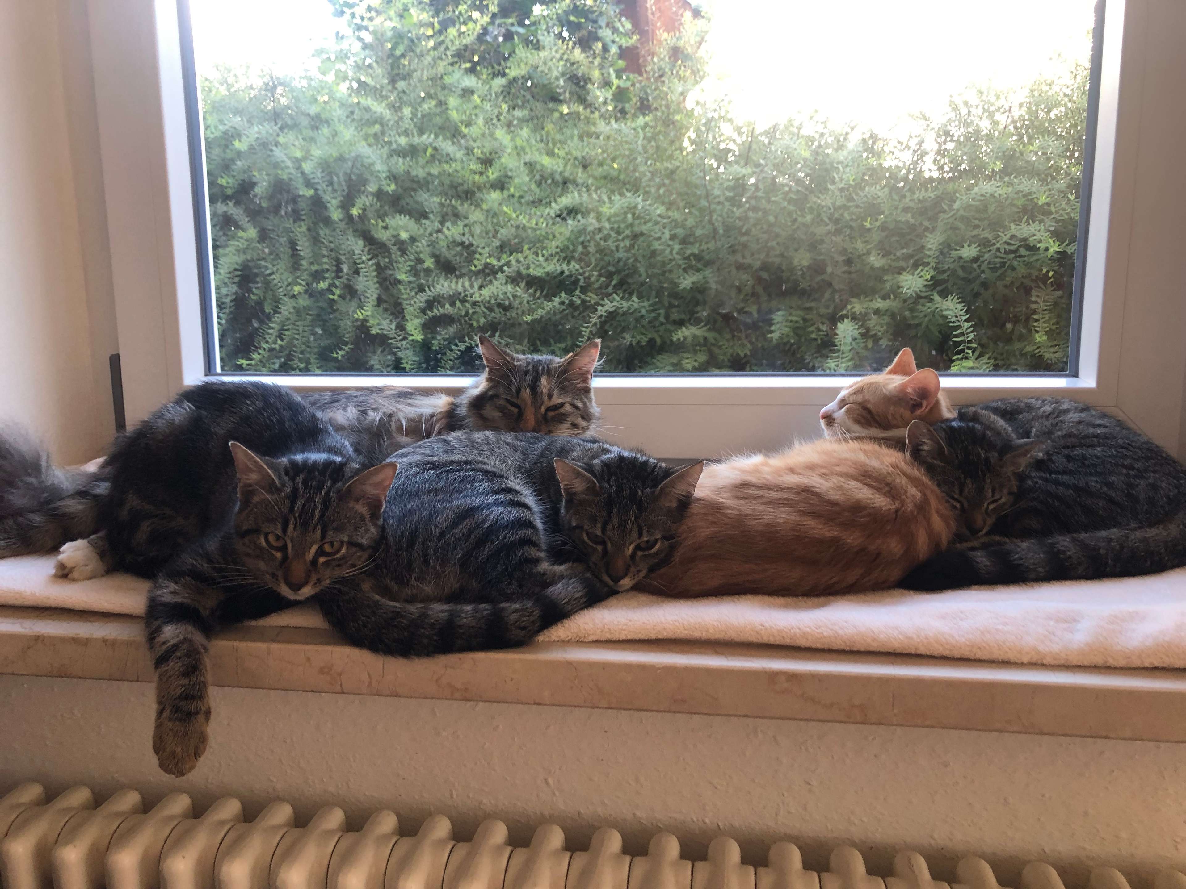 Ansicht 2 von Tierärztliche Gemeinschaftspraxis Schönau