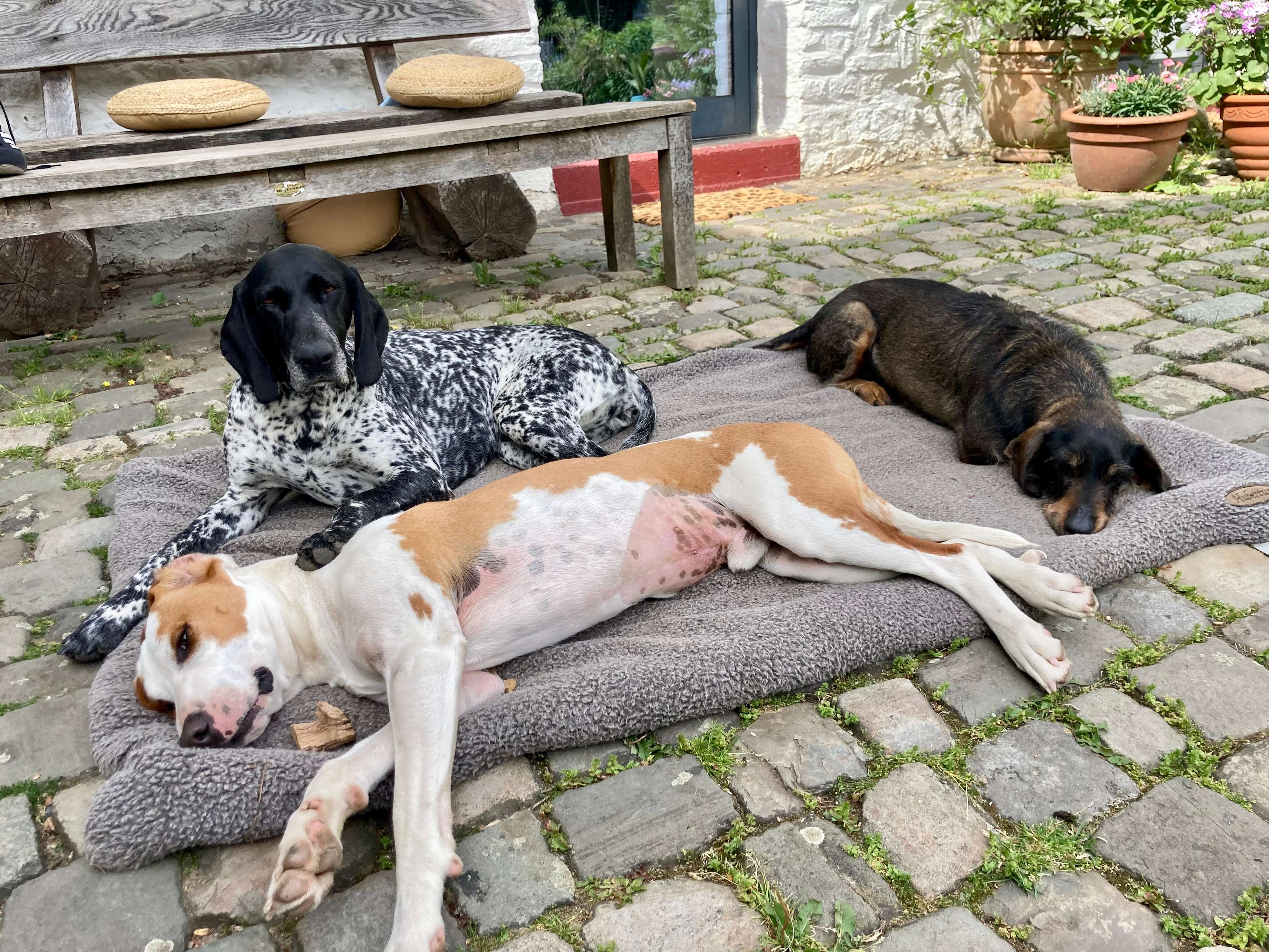 Ansicht 1 von Kleintierpraxis im Gutshof - Tierarzt Aachen