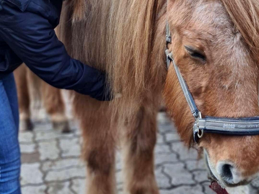 Ansicht 3 von Tierosteopathie-Siegen Janina Eckhardt