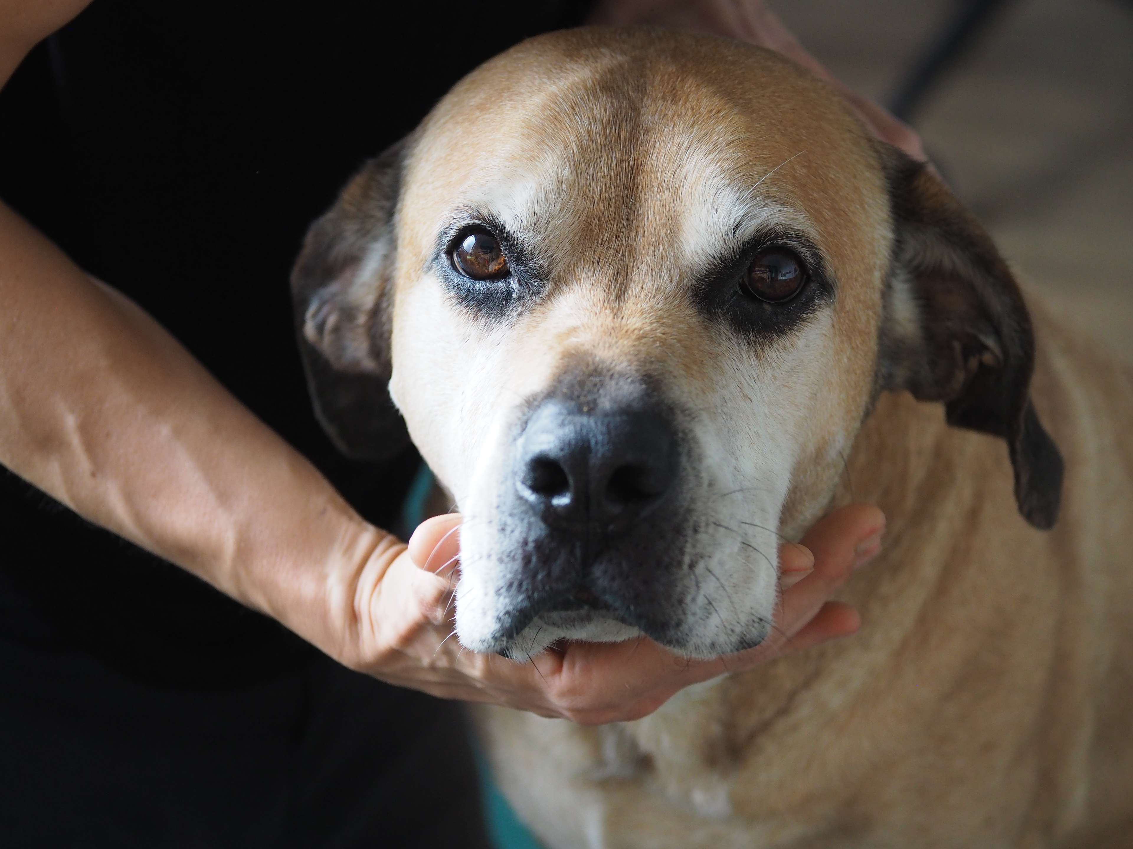 Ansicht 3 von Dogreha Dresden - Hundephysiotherapie & Osteopathie