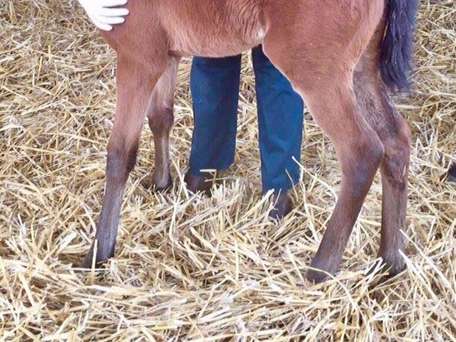 Ansicht 3 von Dr.med.vet Henrike Heinemann - Chiropraktik für Tiere