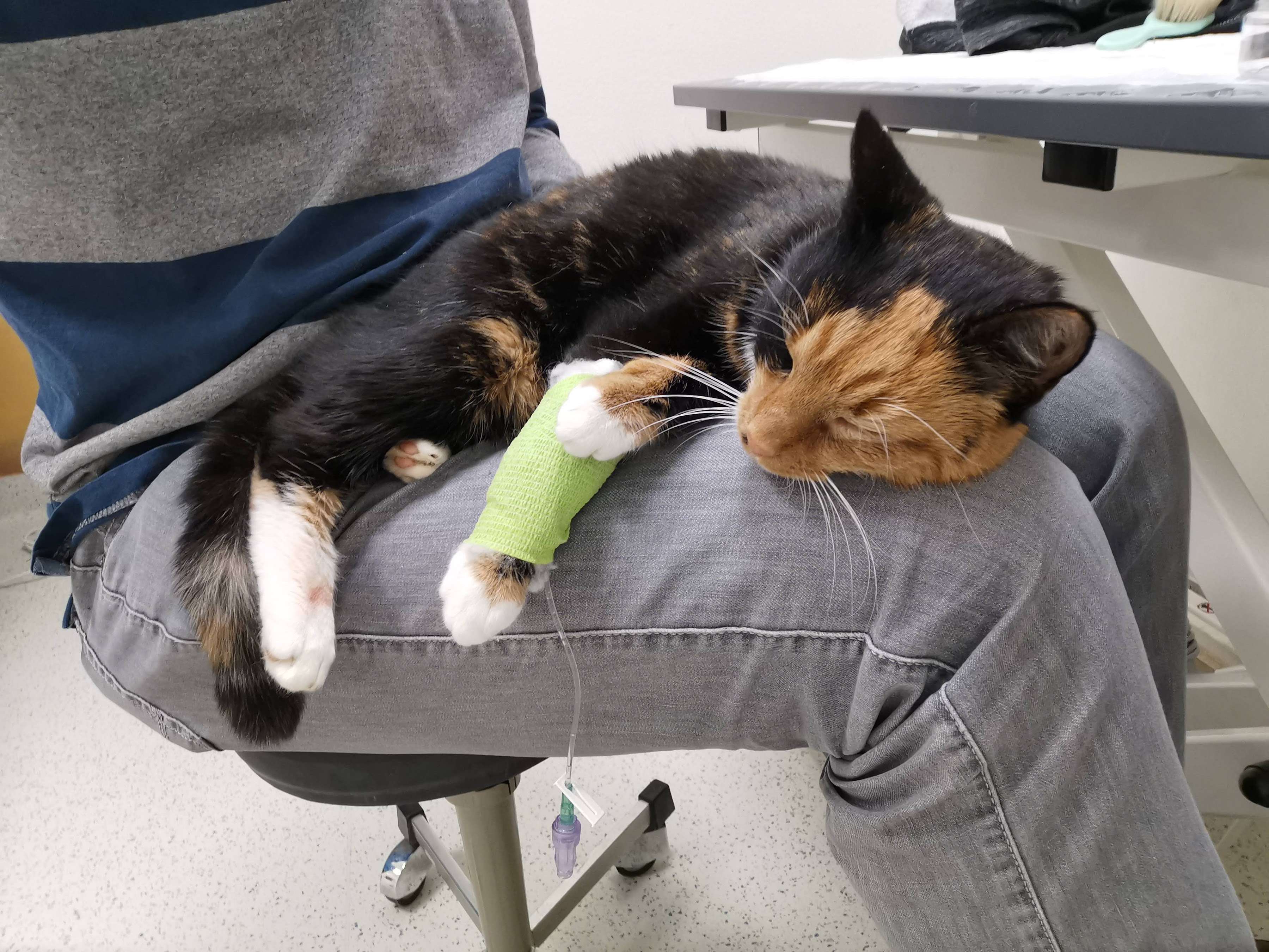 Ansicht 2 von Tierklinik Perchtoldsdorf Ost