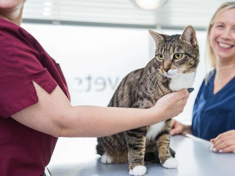 Ansicht 1 von Tierarzt Berlin, vets for cats Berlin - Tierarztpraxis für Katzen