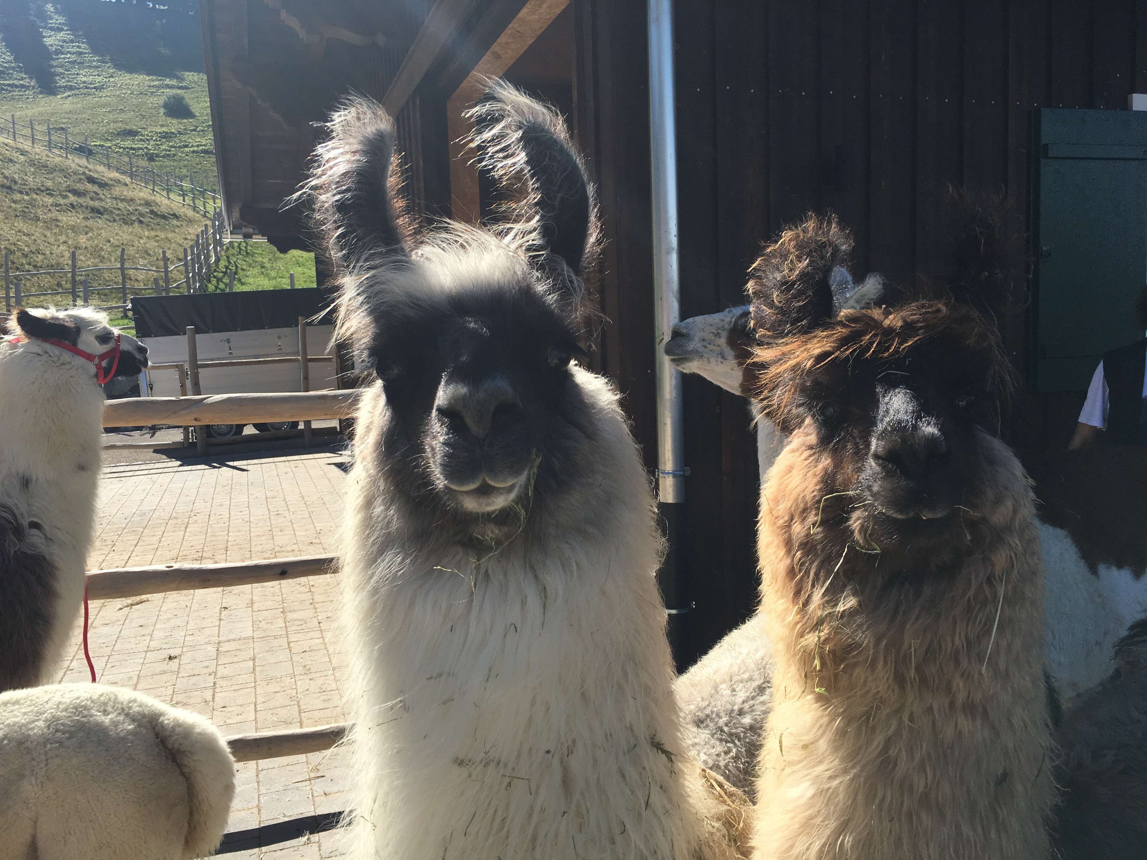 Ansicht 1 von Rinderpraxis Oberallgäu - Tierärztin Birke Steinbach