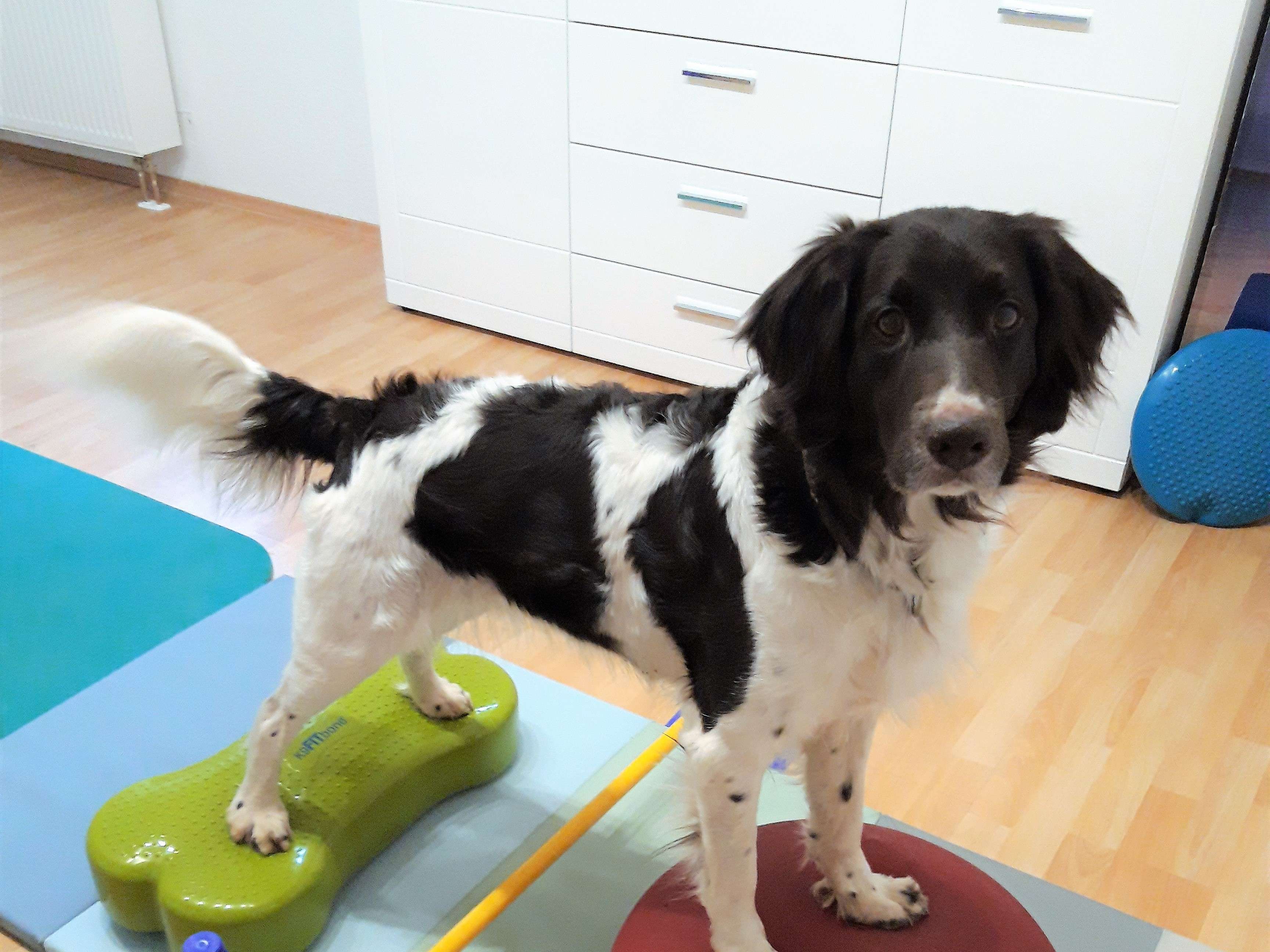 Ansicht 2 von Die Schmerzbehandlerin - Physiotherapie und Osteopathie für Hunde