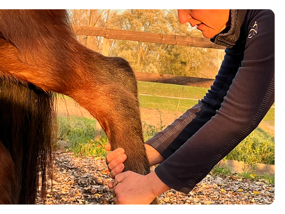 Ansicht 5 von PRAKTISCHE TIERÄRZTIN KAREN KÖTTER | DENTALPRAKTIK | CHIROPRAKTIK | AKUPUNKTUR
