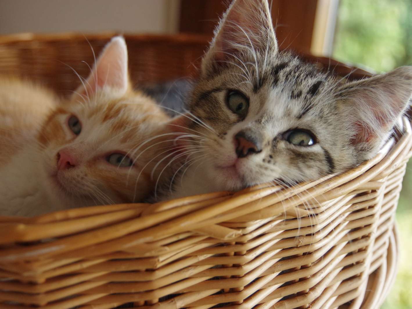 Ansicht 1 von Katzenpraxis Cat-Vet (Inh. Katja Culmsee)