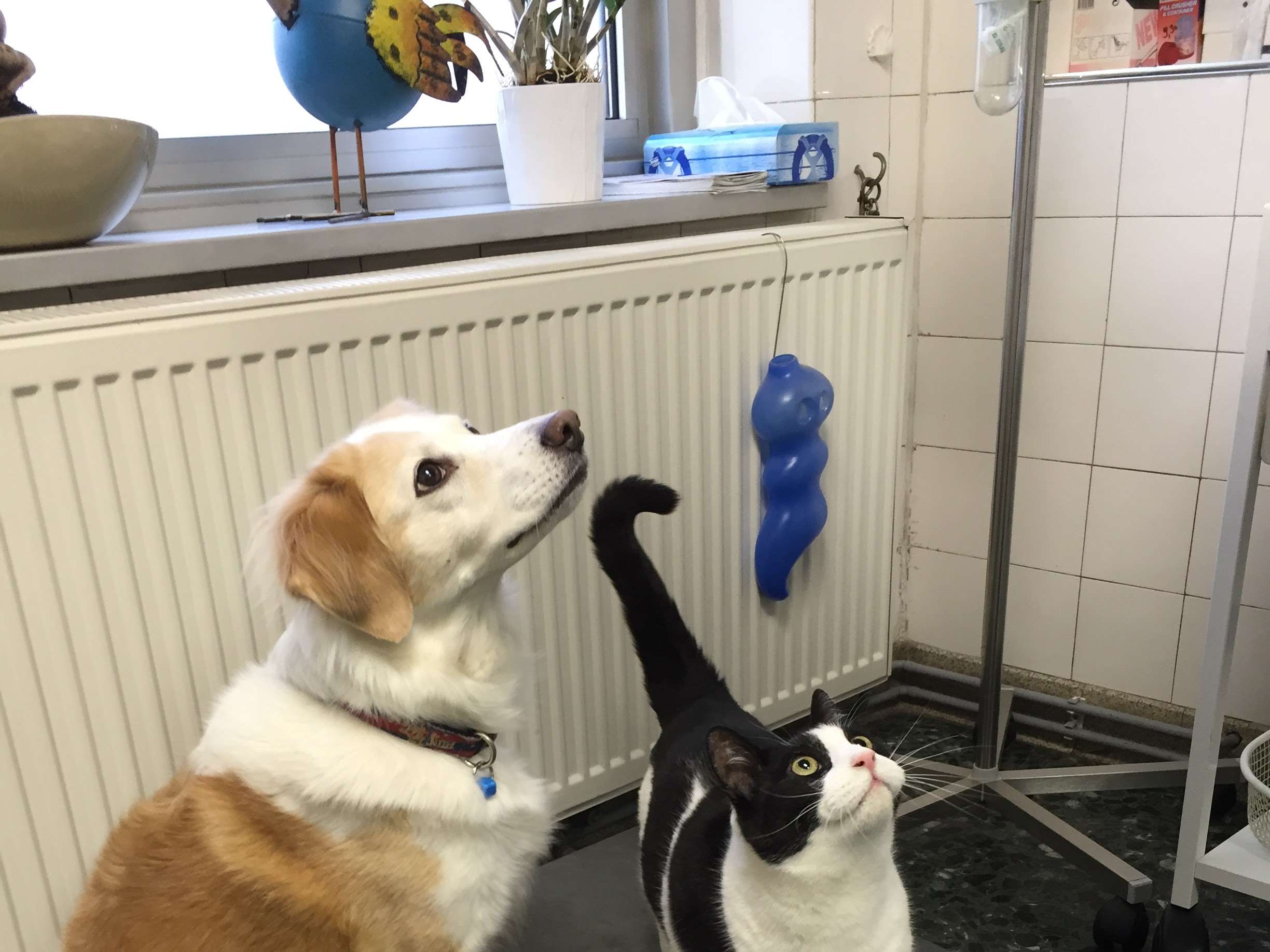 Ansicht 2 von Tierärzte Hofstadler