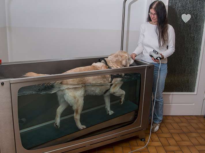 View 2 of Hundephysiotherapie Dr. med. Petra Weber