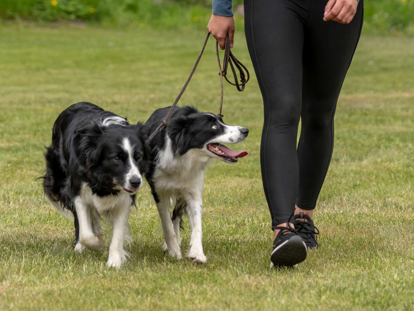 Ansicht 3 von Pfotenbalsam Hundephysiotherapie