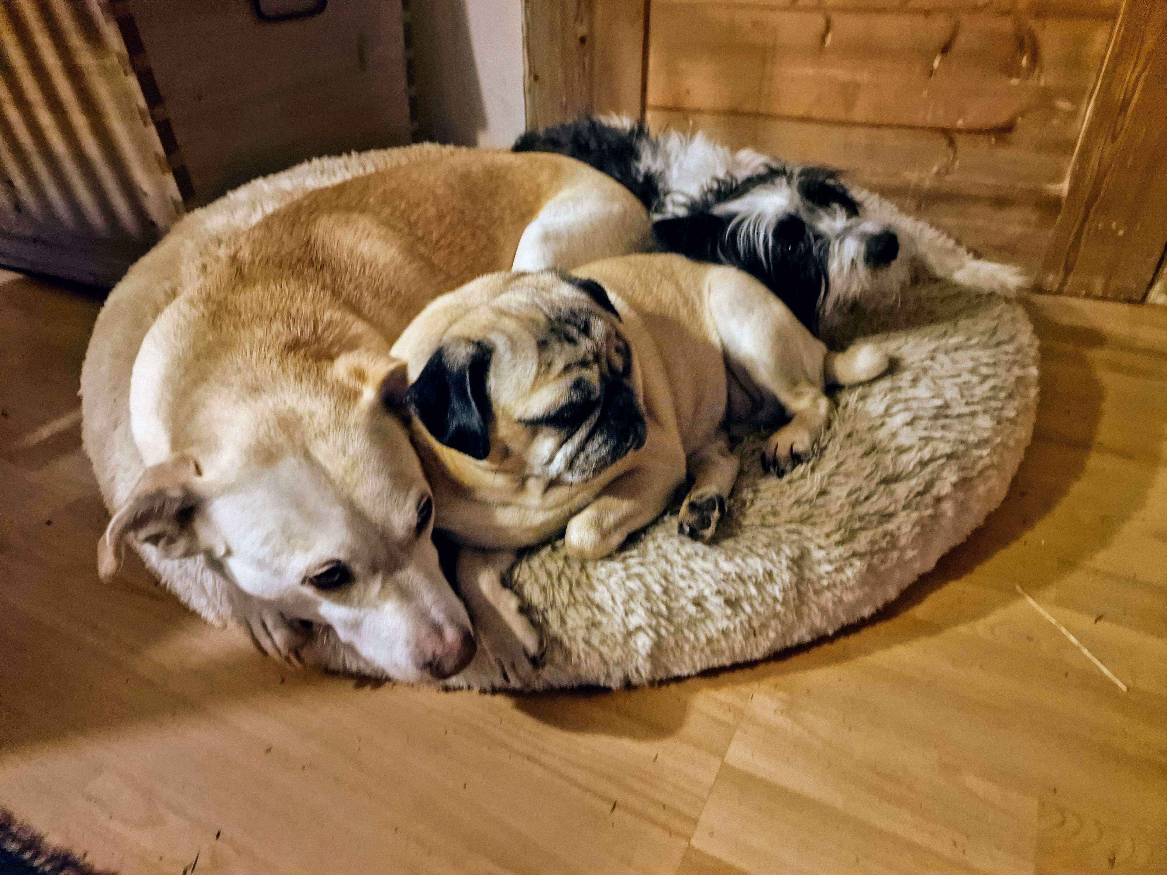 Ansicht 2 von Tiergesundheitszentrum Söhl GmbH