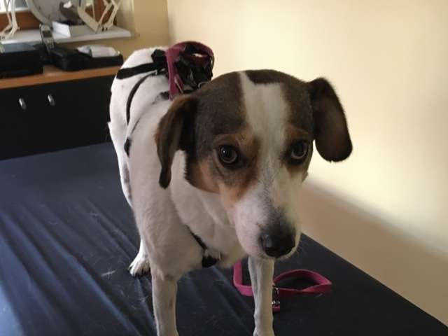 Ansicht 3 von Hundephysio Wannsee