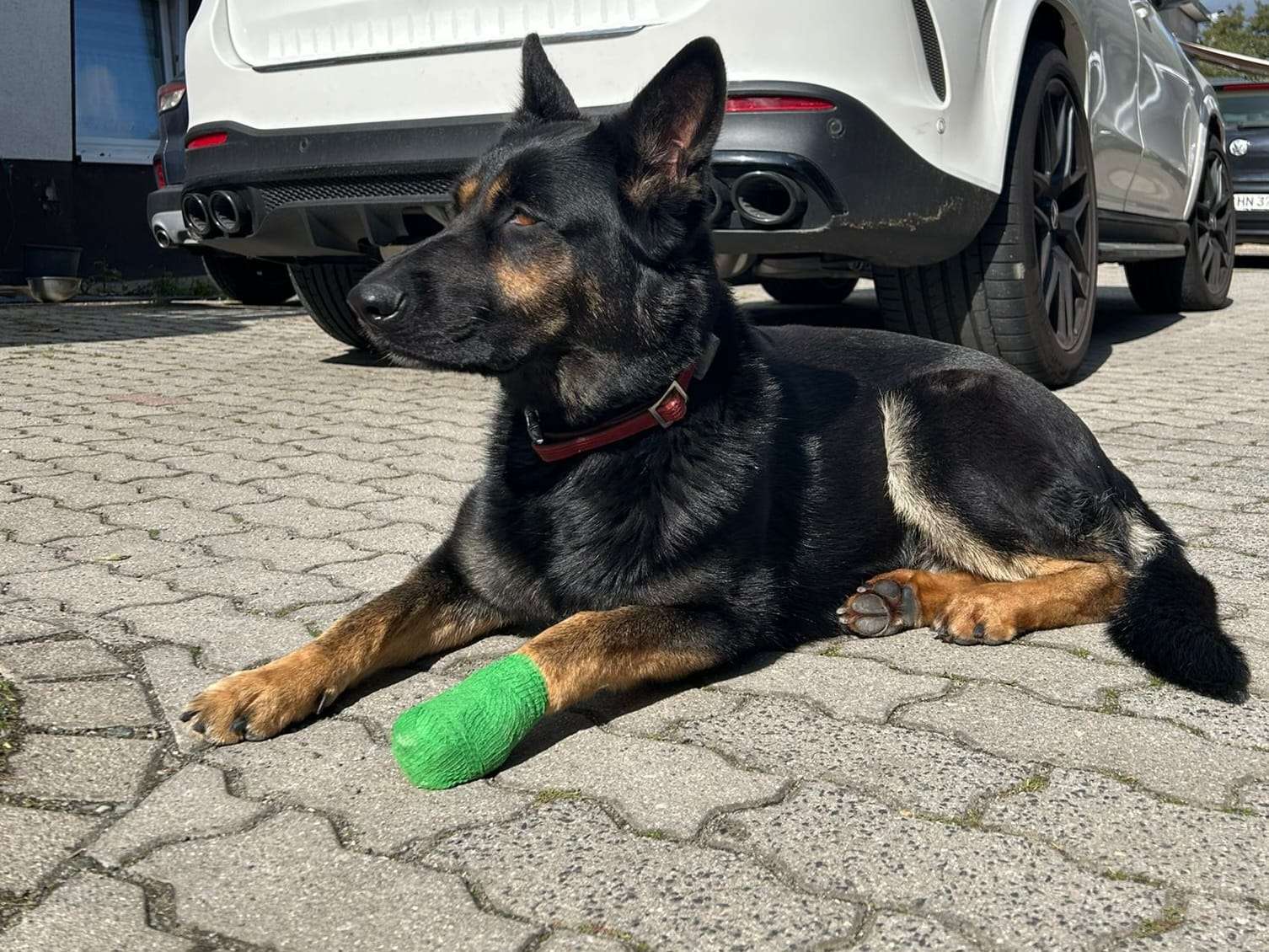 Ansicht 2 von Kleintierarztpraxis Kitzscher
