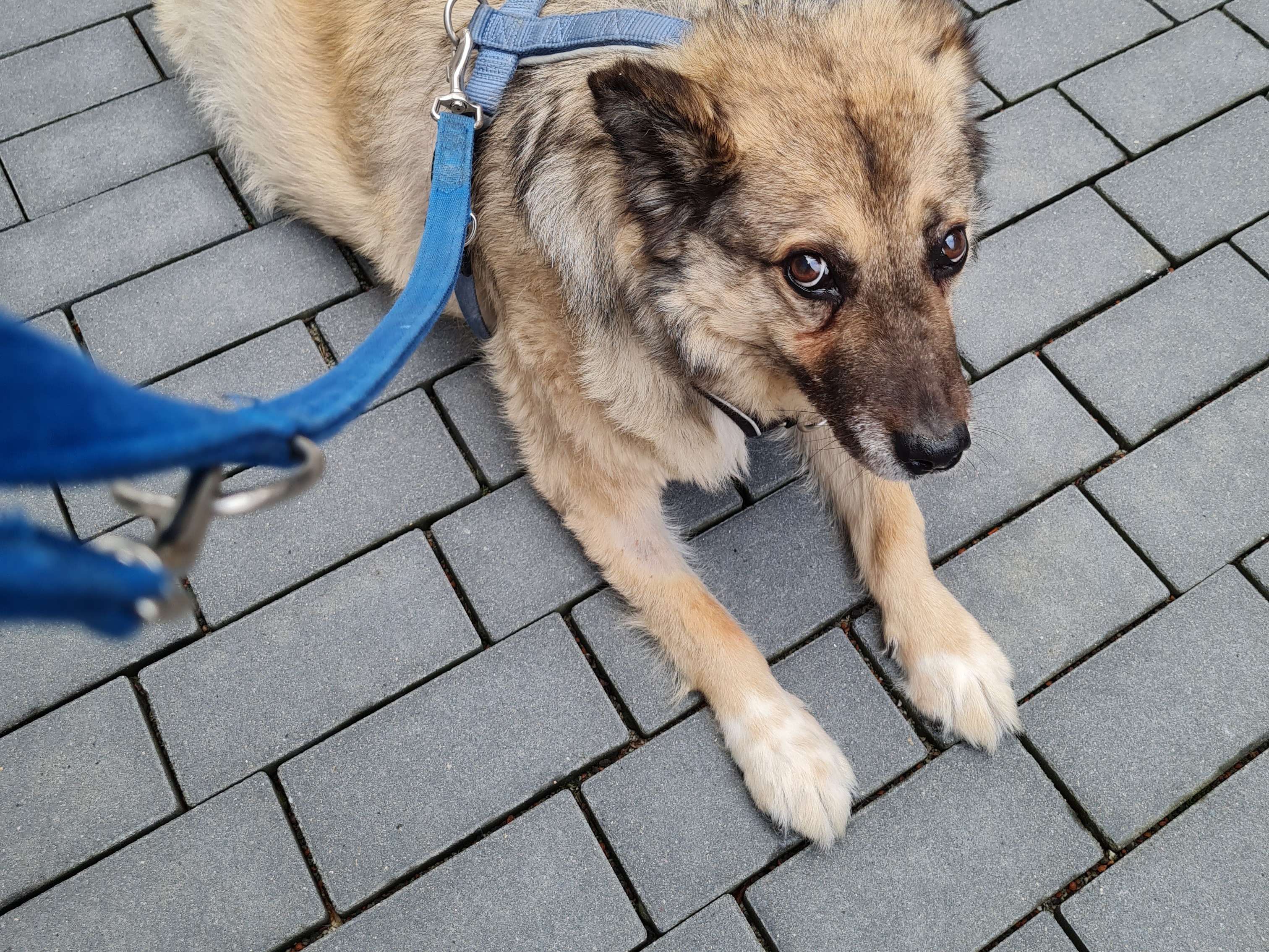 Ansicht 2 von Silke Wittchen Dr. med. vet. Tierärztin