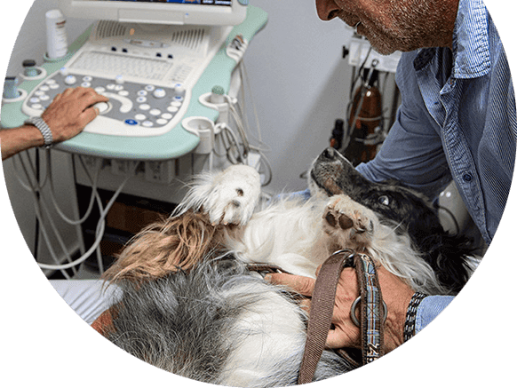 Ansicht 1 von Tierärztliche Gemeinschaftspraxis Dr. Bert Hülsmann und Dr. Johannes Unland