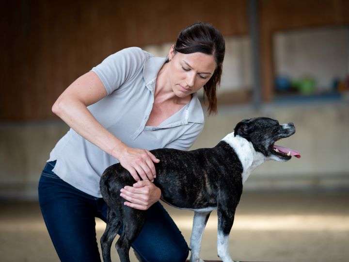 Ansicht 2 von Dr. Barbara Freudenschuss, Tierärztin für Chiropraktik und Akupunktur