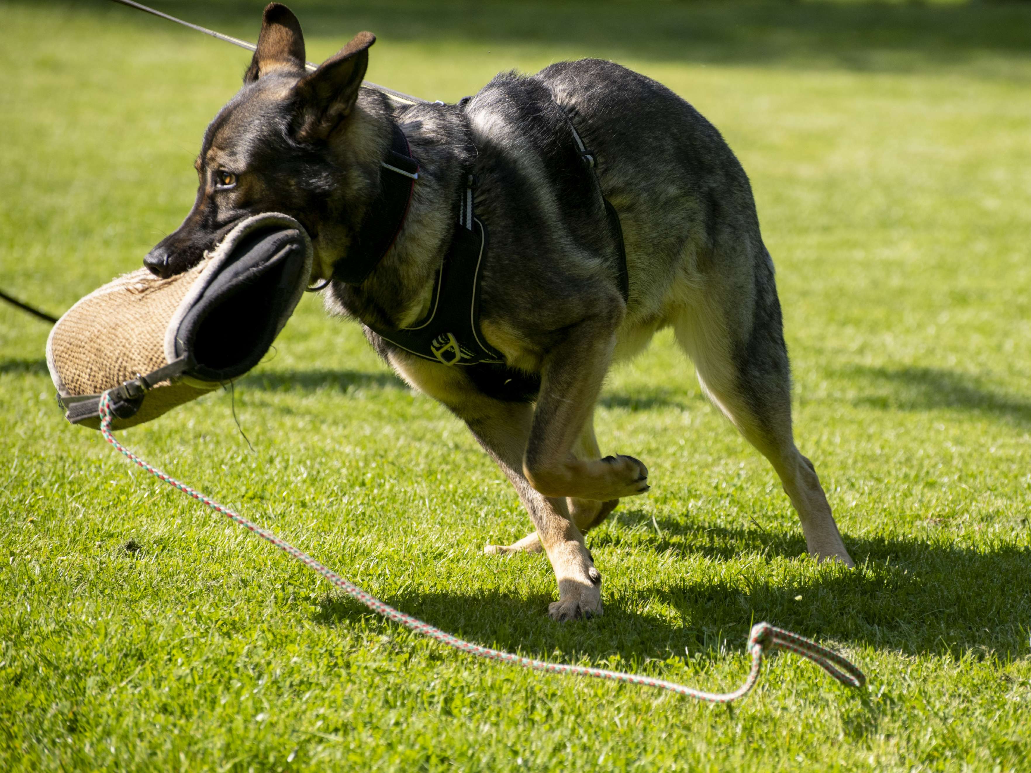 Ansicht 2 von Tierphysiotherapie mit Herz und Verstand