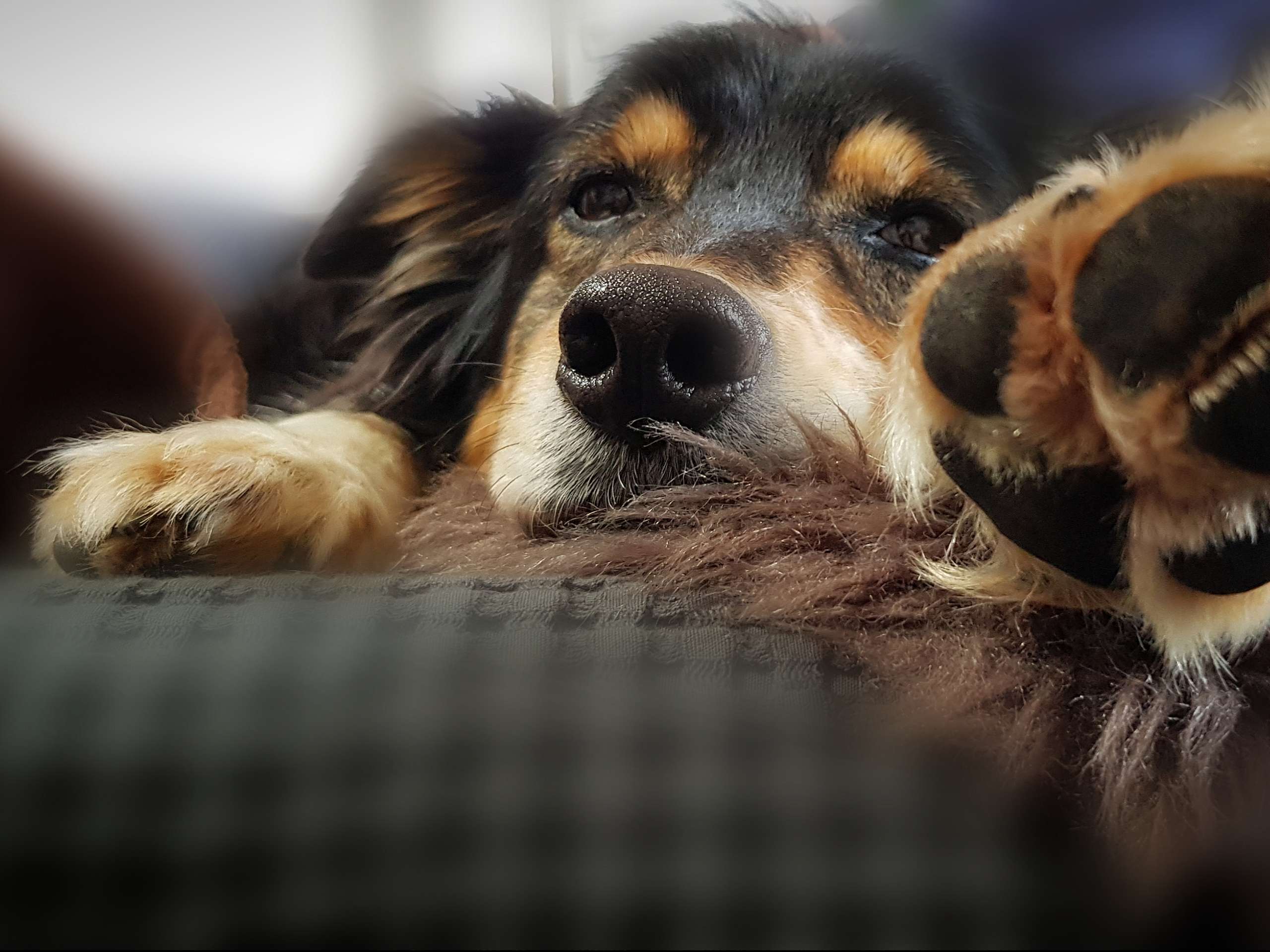 Ansicht 2 von Hund-Mobil-HeLi
