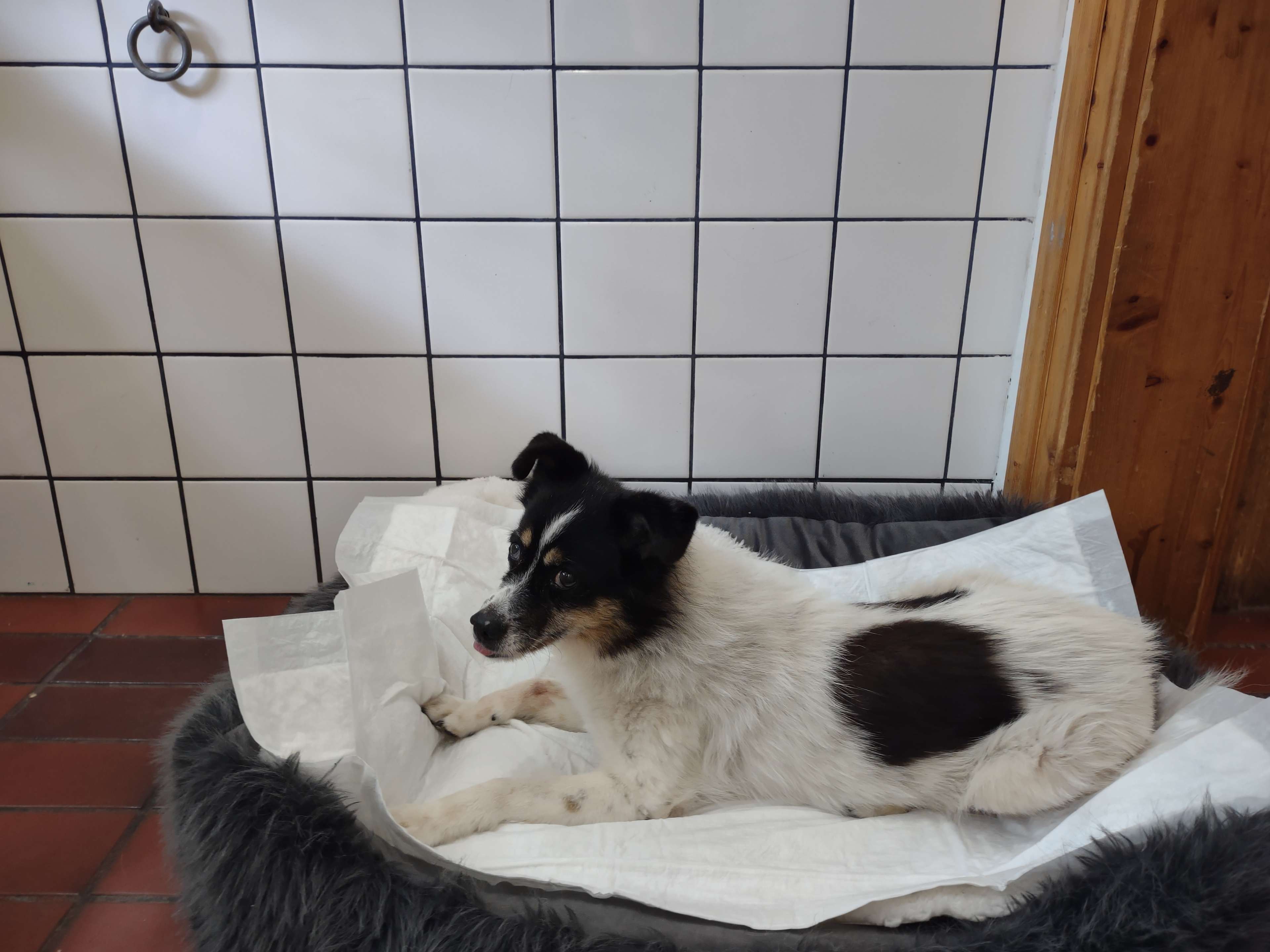 Ansicht 3 von Döhrener Dorftierarzt
