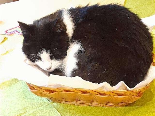 Ansicht 2 von Tierarzt Dr. med. vet. Bernd Lammer