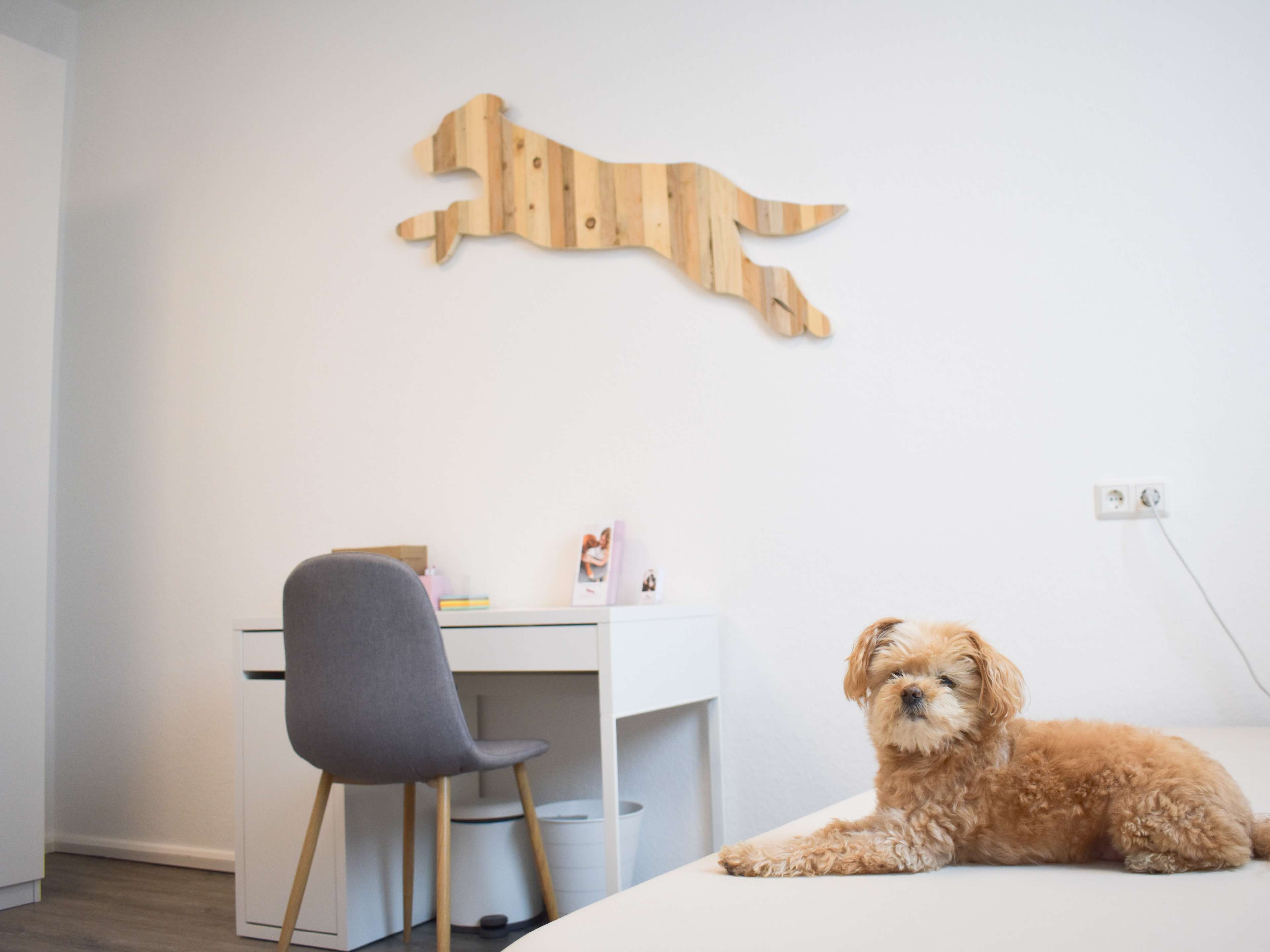 Ansicht 3 von Hundephysiotherapie Lichtenau - Marie-Theres Schauerte